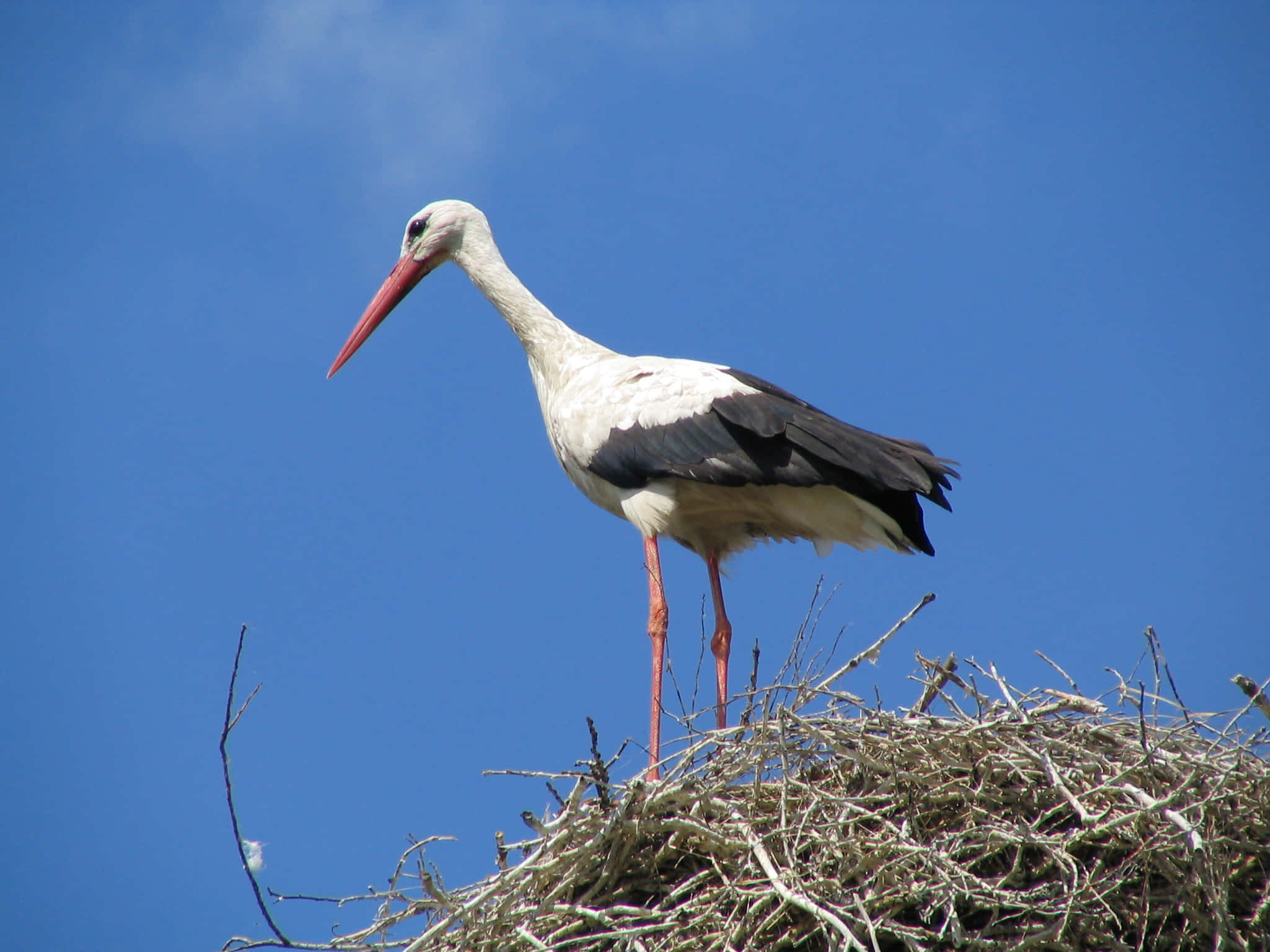 white stork, black wings, red beak, Full HD Desktop Wallpaper