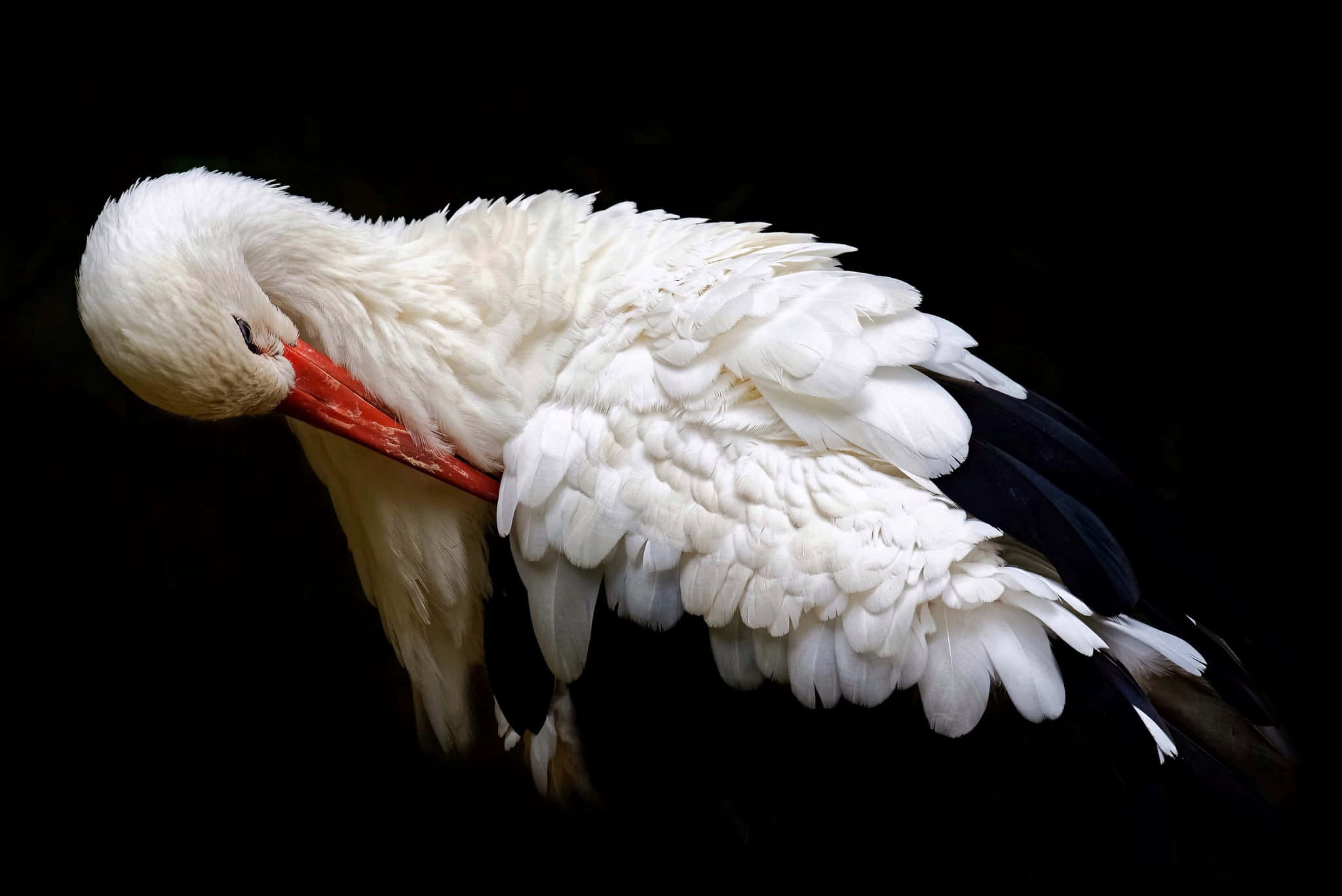 white stork, red beak, black background, Full HD Desktop Wallpaper