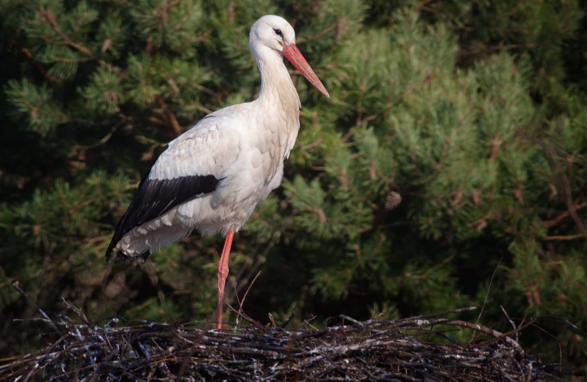 White stork, black wingtips, red beak, Full HD Desktop Wallpaper