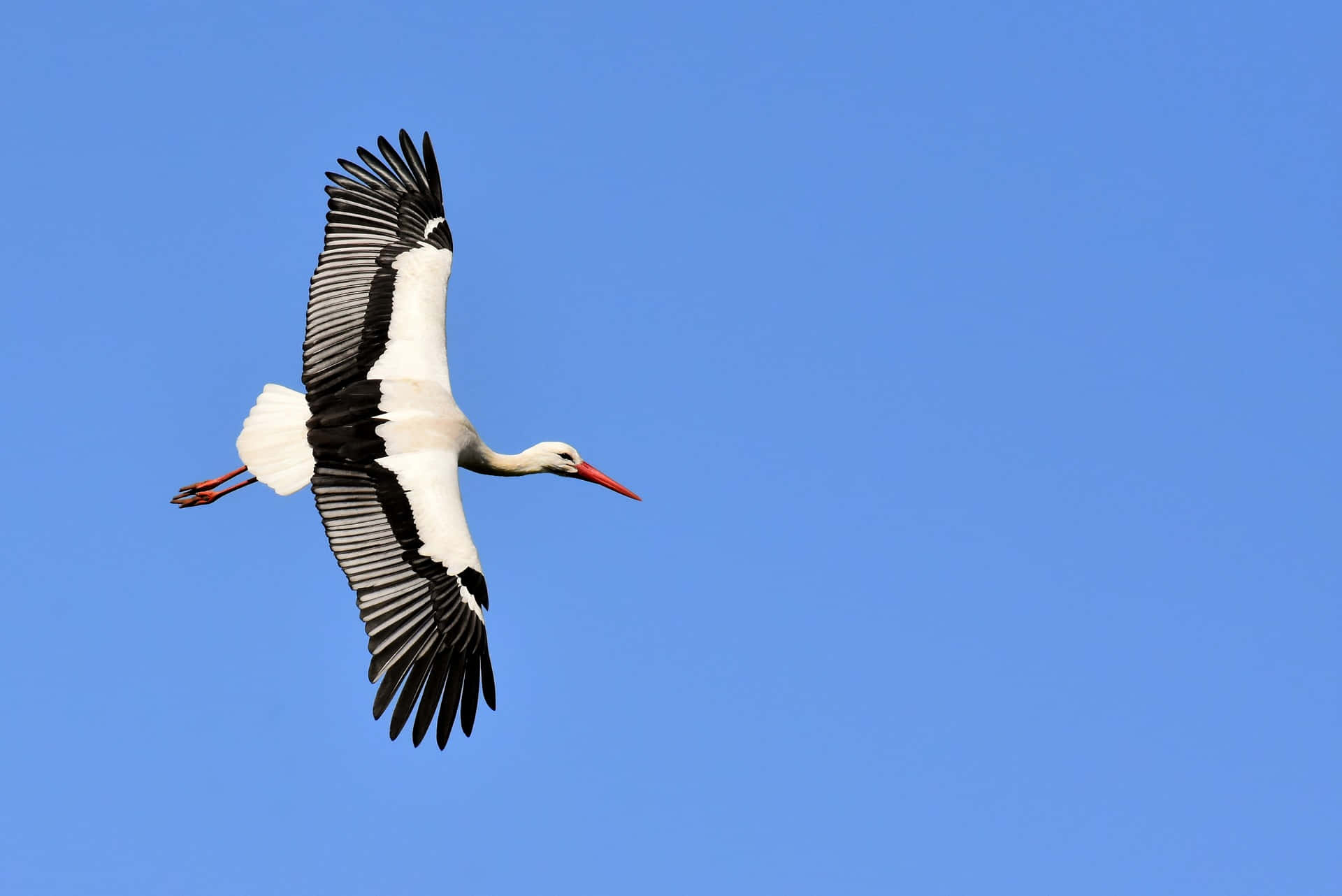 White stork, black wingtips, clear blue sky, Full HD Desktop Wallpaper