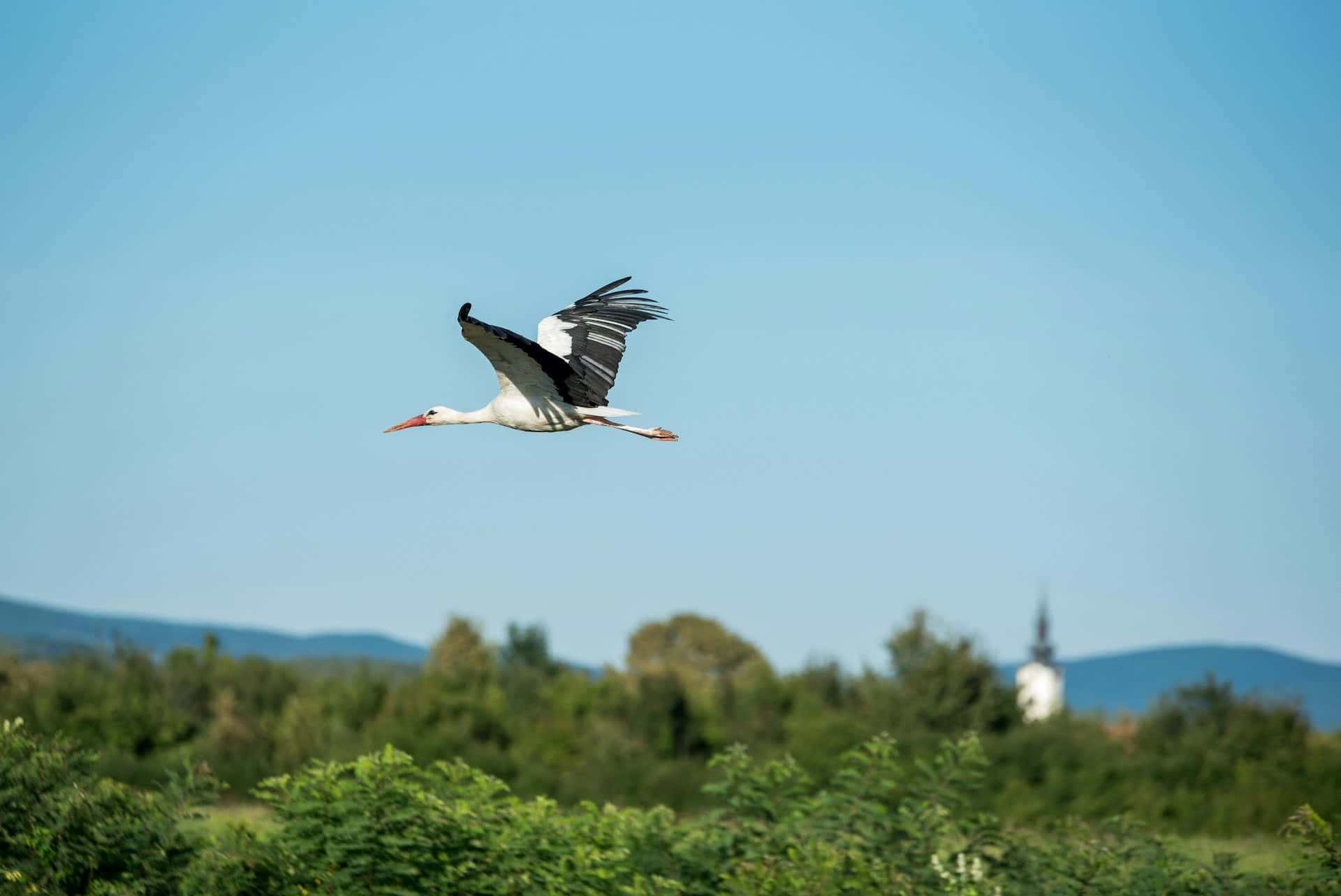 white stork, black wingtips, clear blue sky, Full HD Desktop Wallpaper