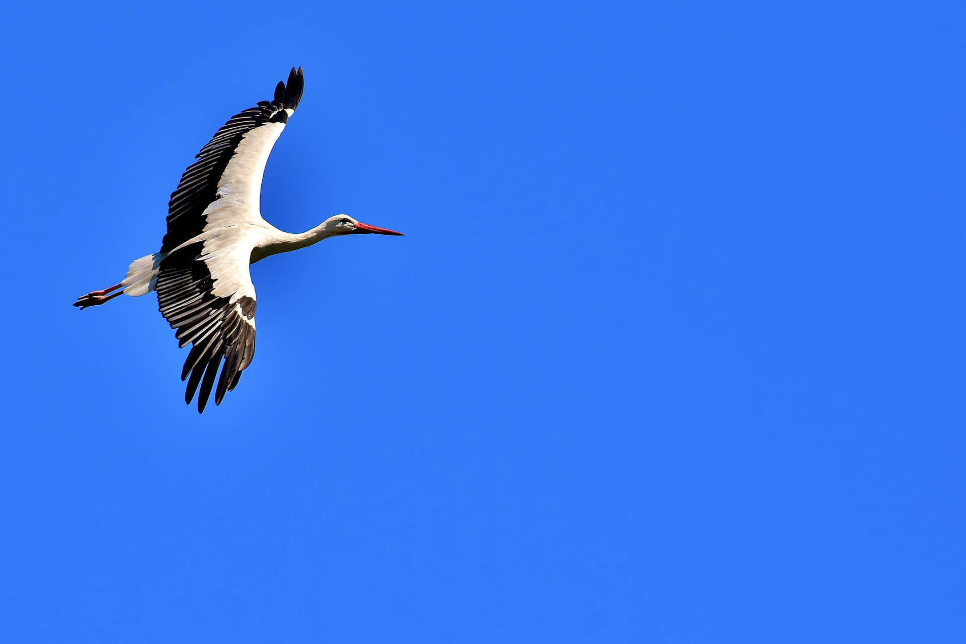 white stork, black wingtips, vivid blue sky, Full HD Desktop Wallpaper
