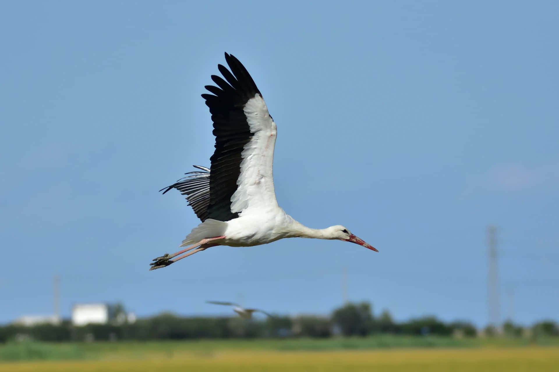 White stork, black wingtips, clear blue sky, Full HD Desktop Wallpaper