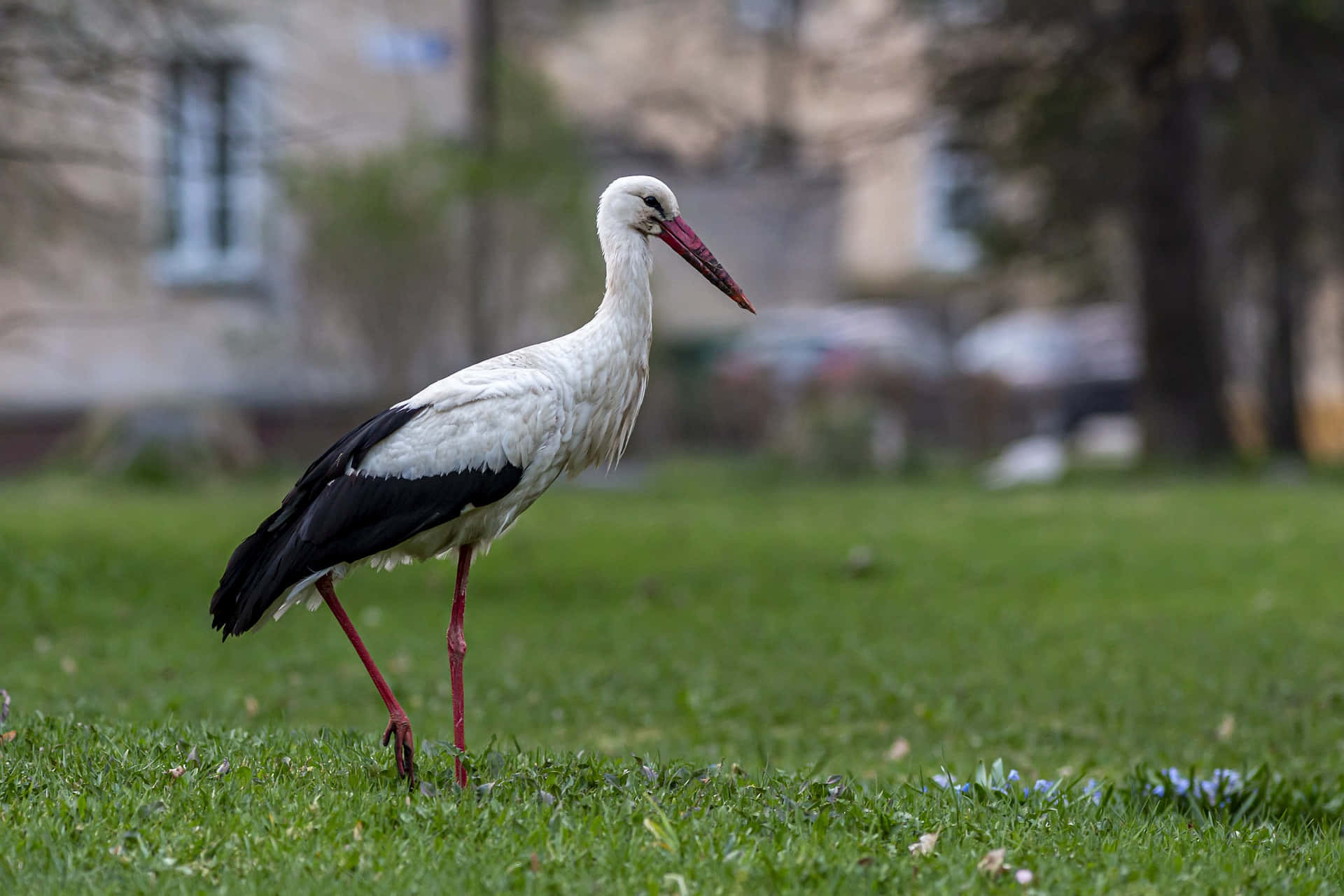 White stork, black wingtips, red legs, Full HD Desktop Wallpaper