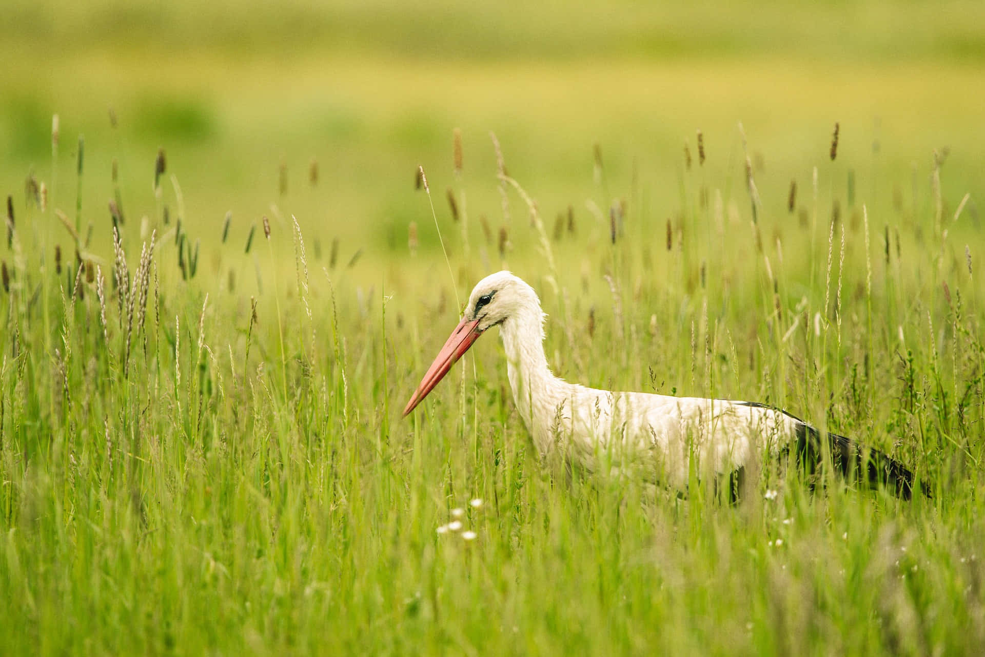 white stork, long red beak, tall green grass, Full HD Desktop Wallpaper