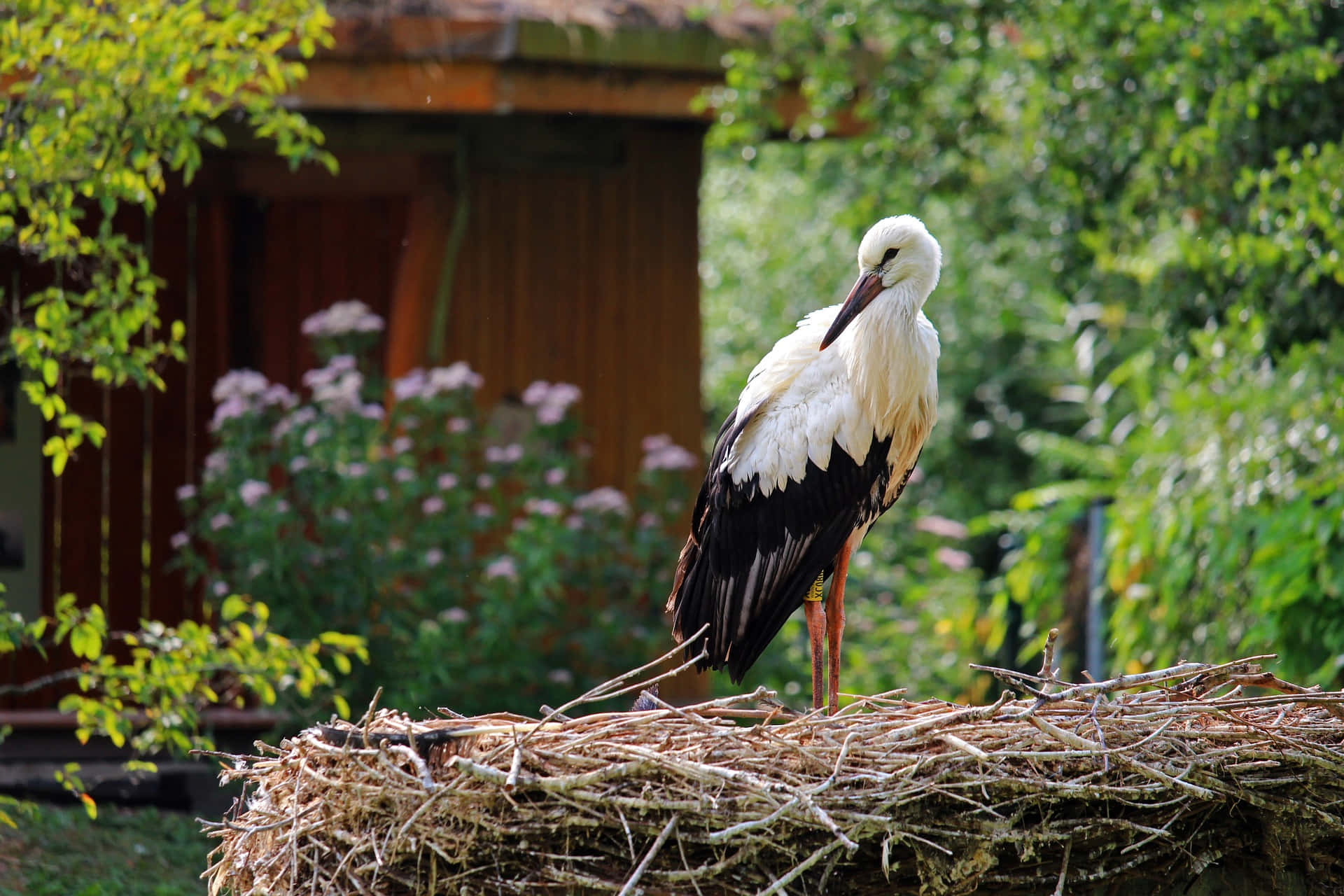White stork, large twig nest, lush green foliage, Full HD Desktop Wallpaper
