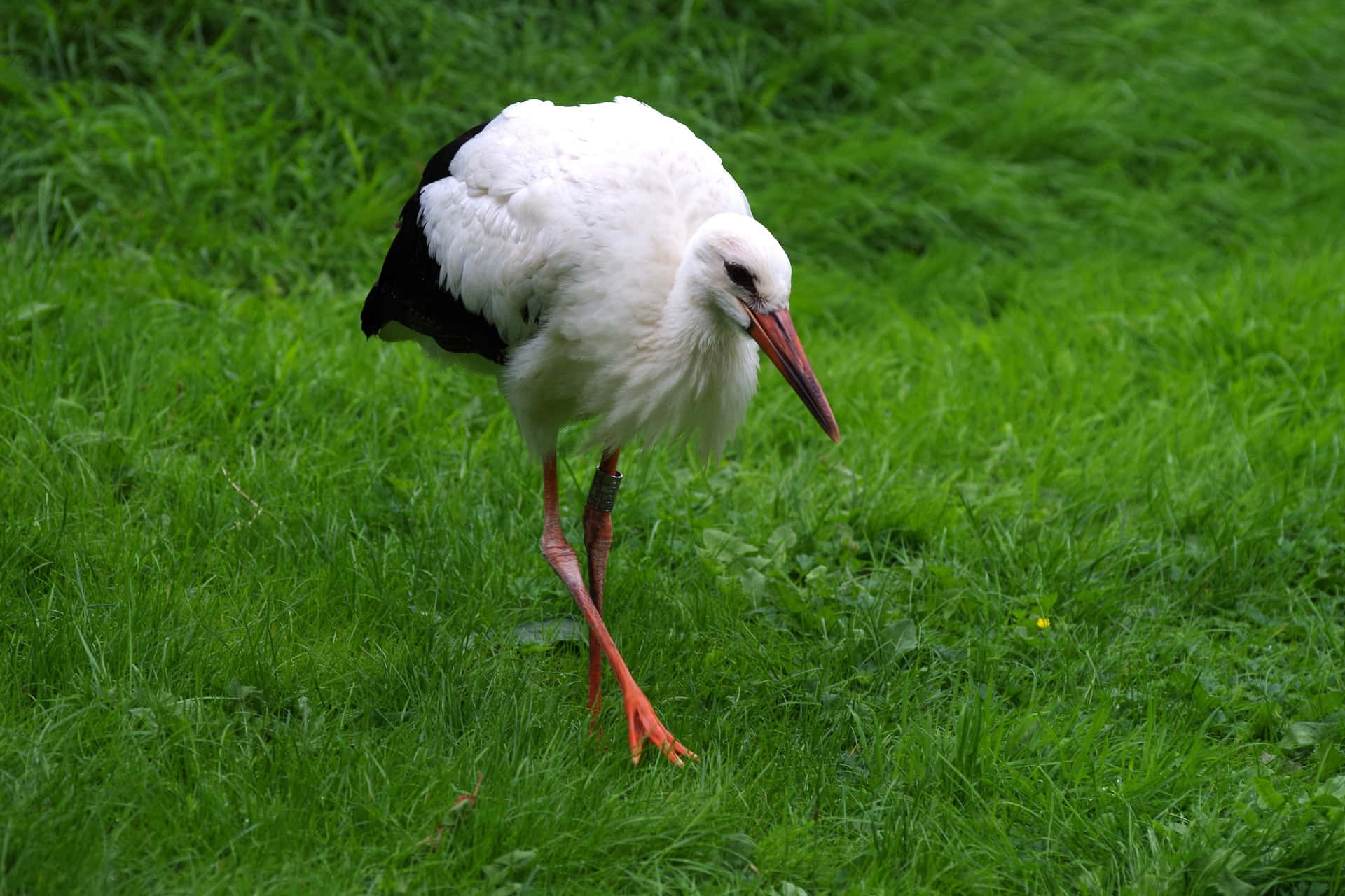white stork, black wings, red beak, Full HD Desktop Wallpaper