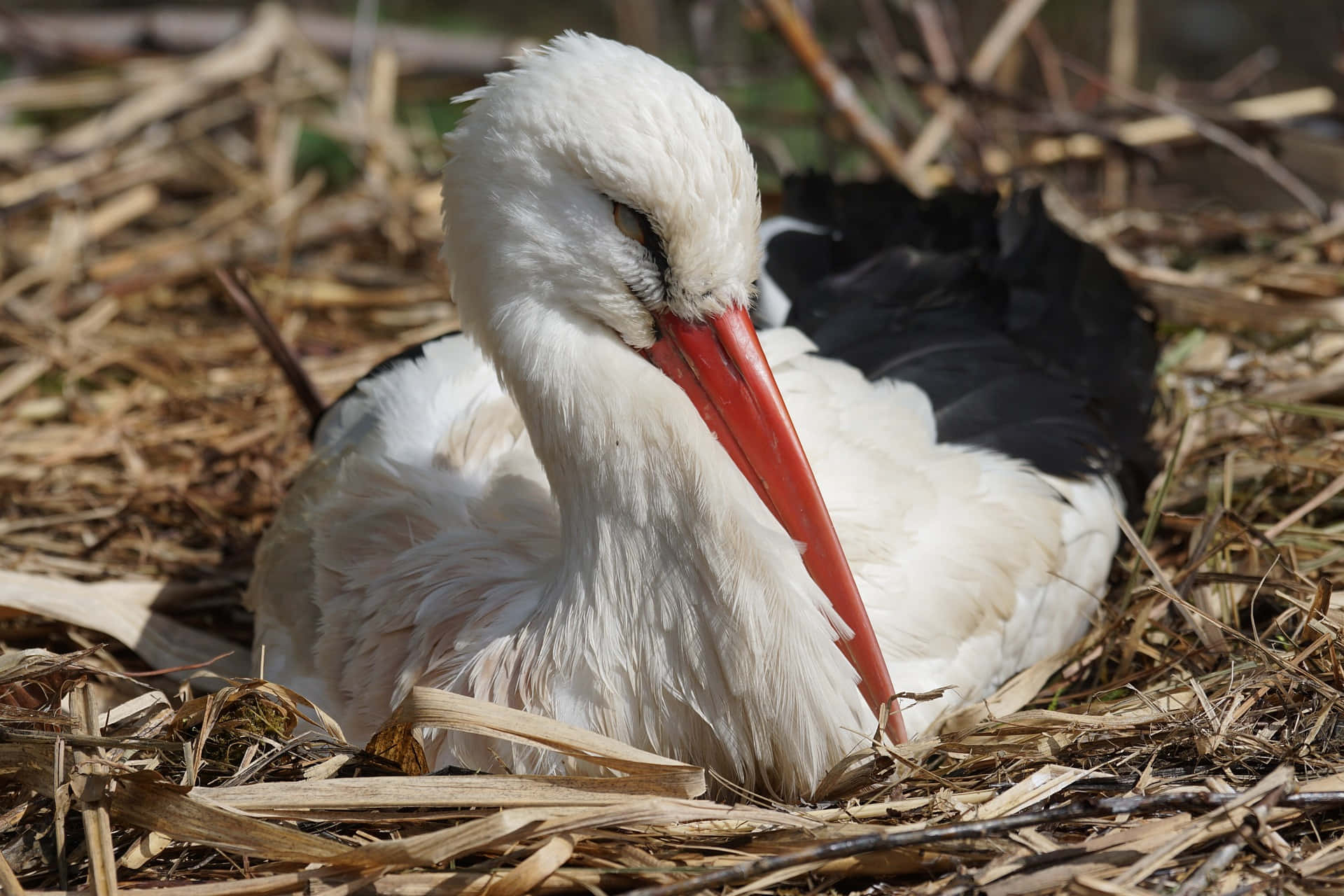 white stork, red beak, nest of dry reeds, Full HD Desktop Wallpaper