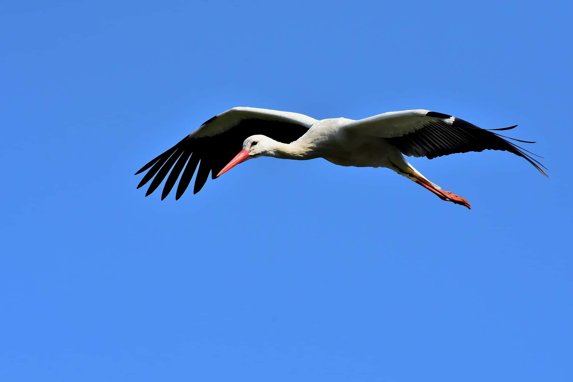 white stork, black wingtips, clear blue sky, Full HD Desktop Wallpaper