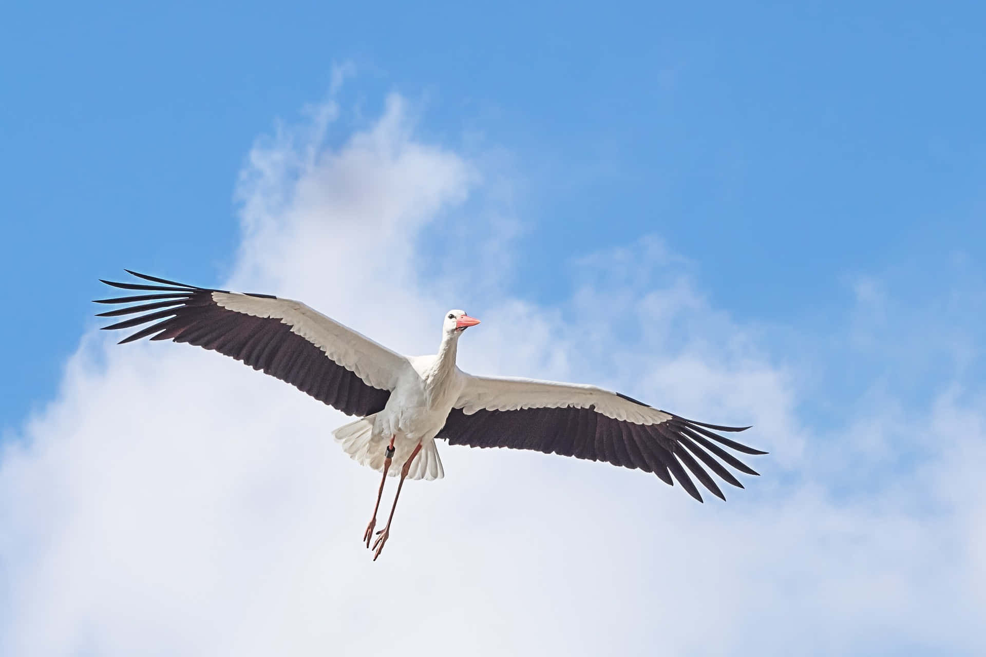white stork, bright blue sky, fluffy white clouds, Full HD Desktop Wallpaper