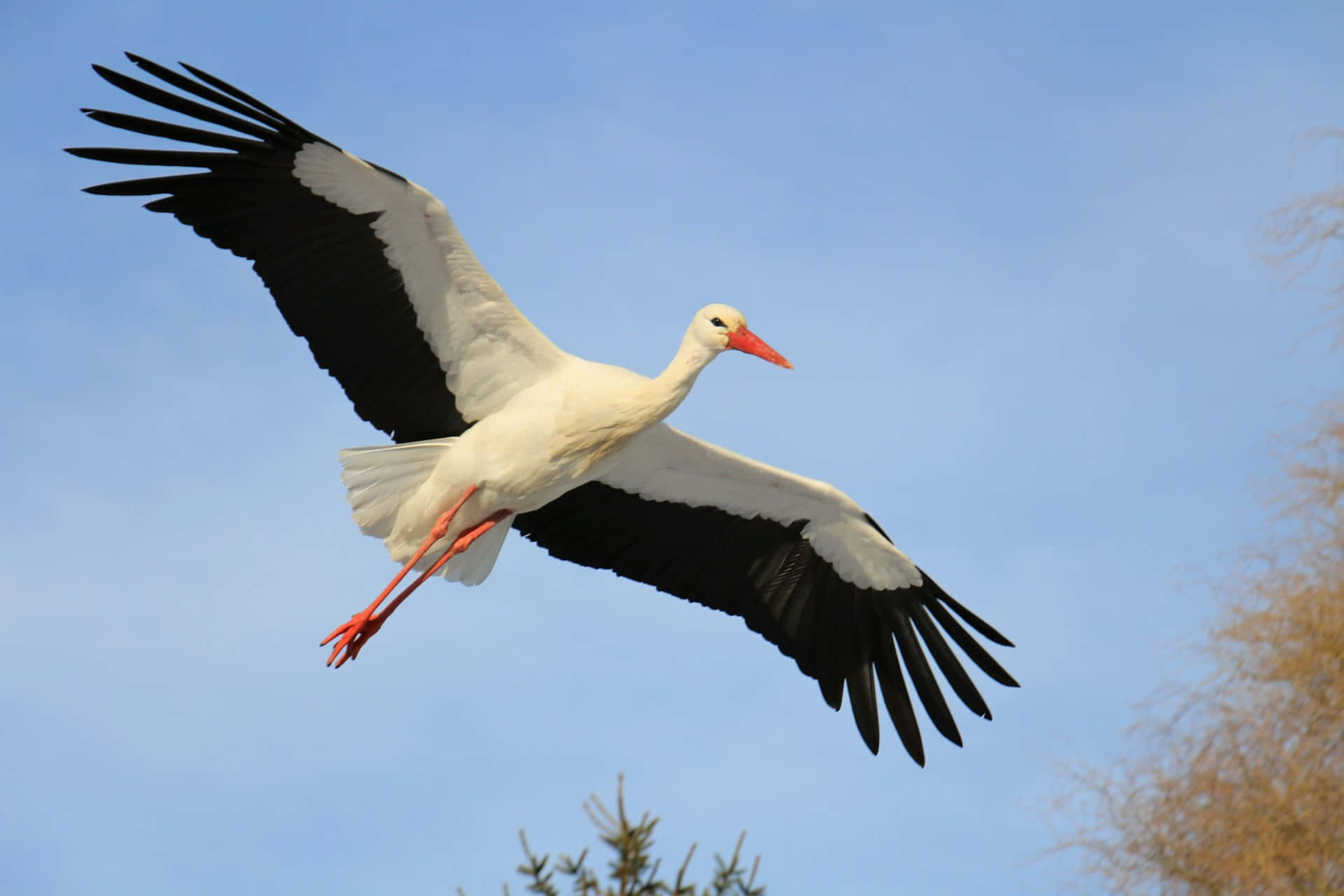 White stork, black wingtips, clear blue sky, Full HD Desktop Wallpaper