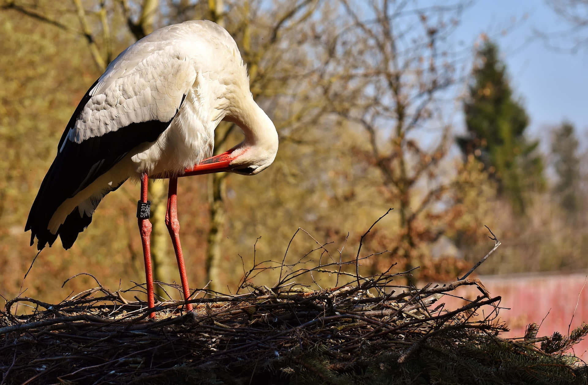 White stork, black wingtips, red legs, Full HD Desktop Wallpaper