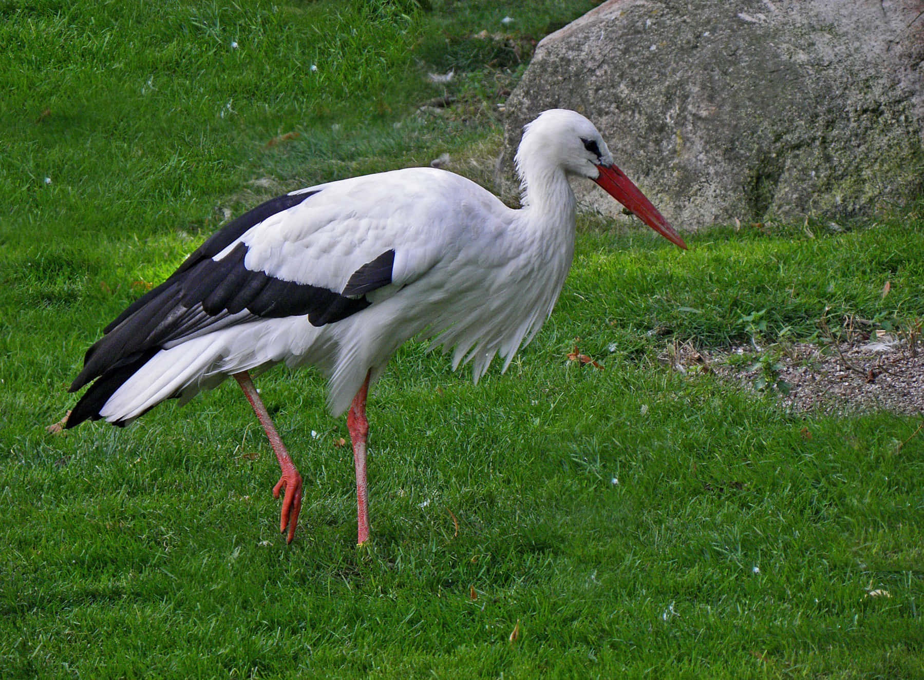 White stork, black wingtips, bright red beak, HD Desktop Wallpaper