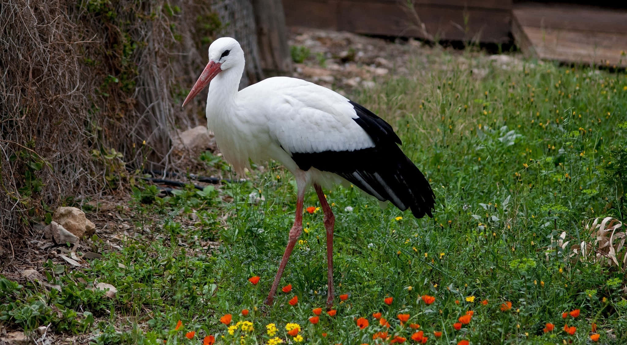 white stork, black wingtips, long pink legs, Full HD Desktop Wallpaper