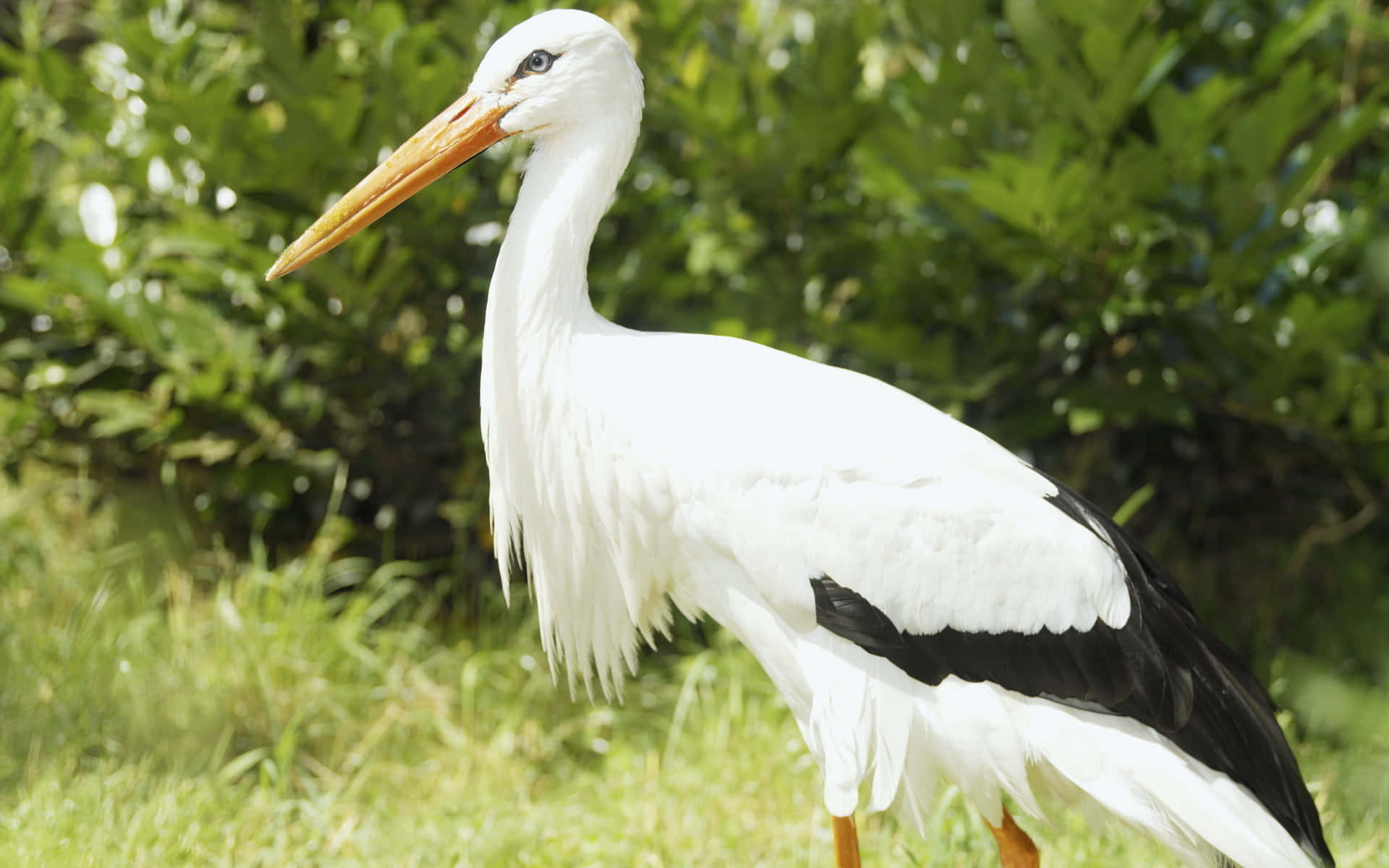 White stork, black wingtips, grassy ground, Full HD Desktop Wallpaper