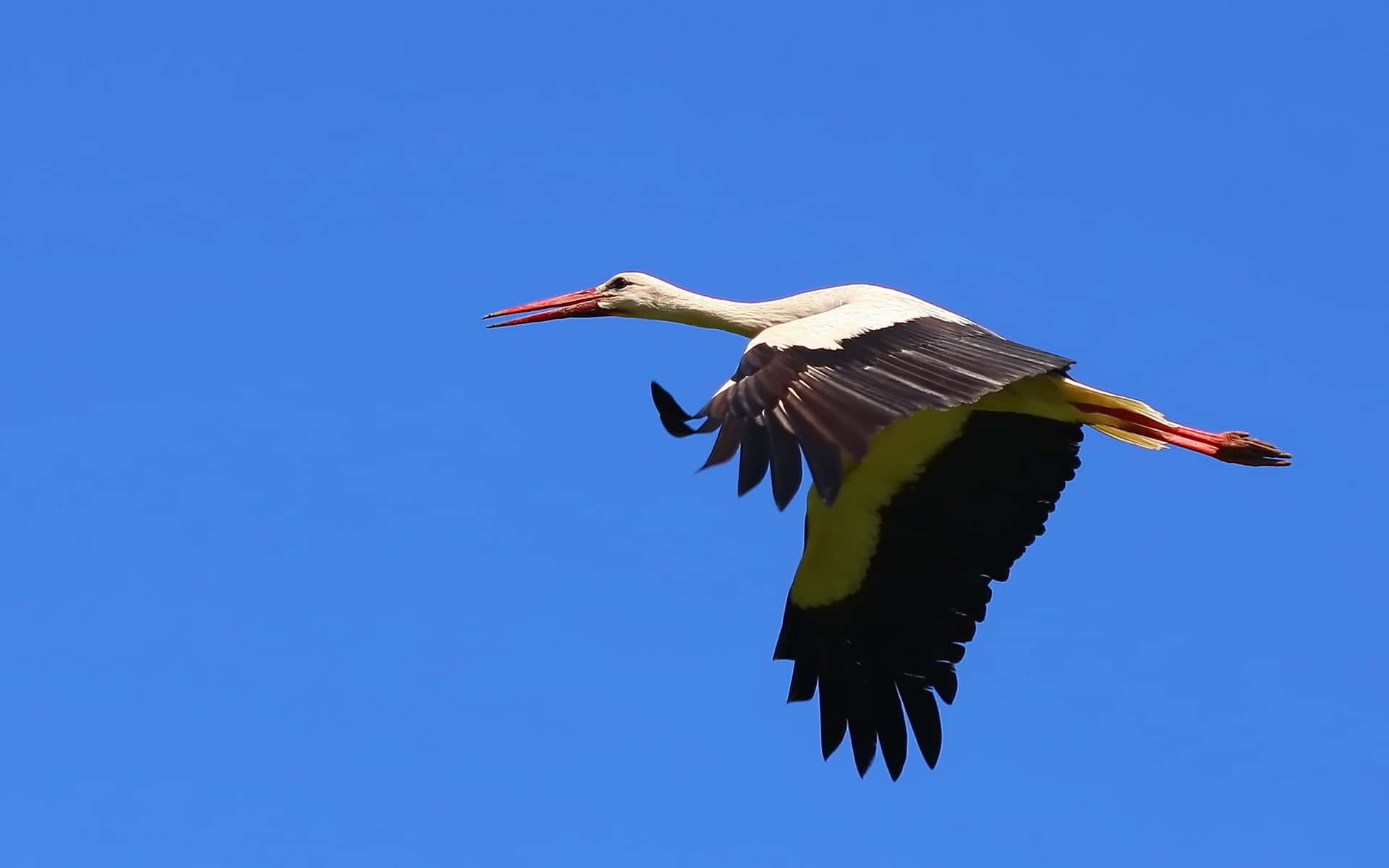 white stork, black wingtips, red beak, Full HD Desktop Wallpaper