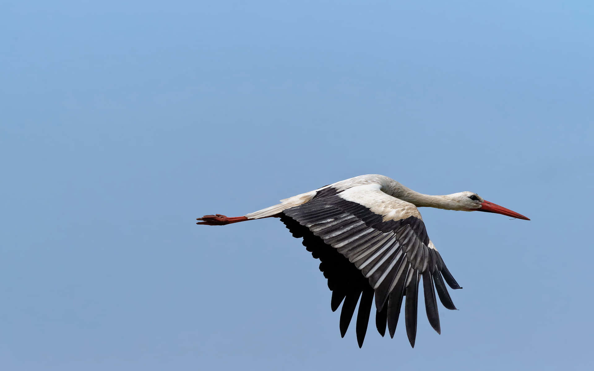 white stork, black wingtips, red beak, Full HD Desktop Wallpaper