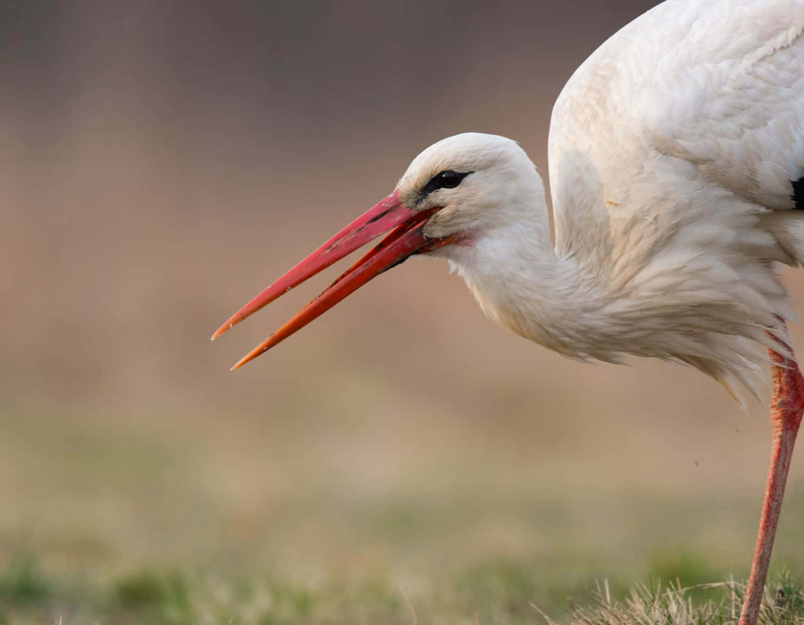 White stork, long red beak, grassy field, HD Desktop Wallpaper