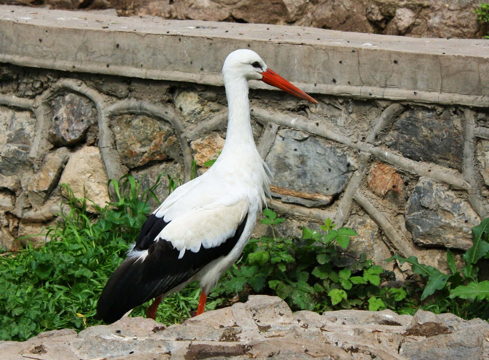 White stork, stone wall, rocky terrain, HD Desktop Wallpaper