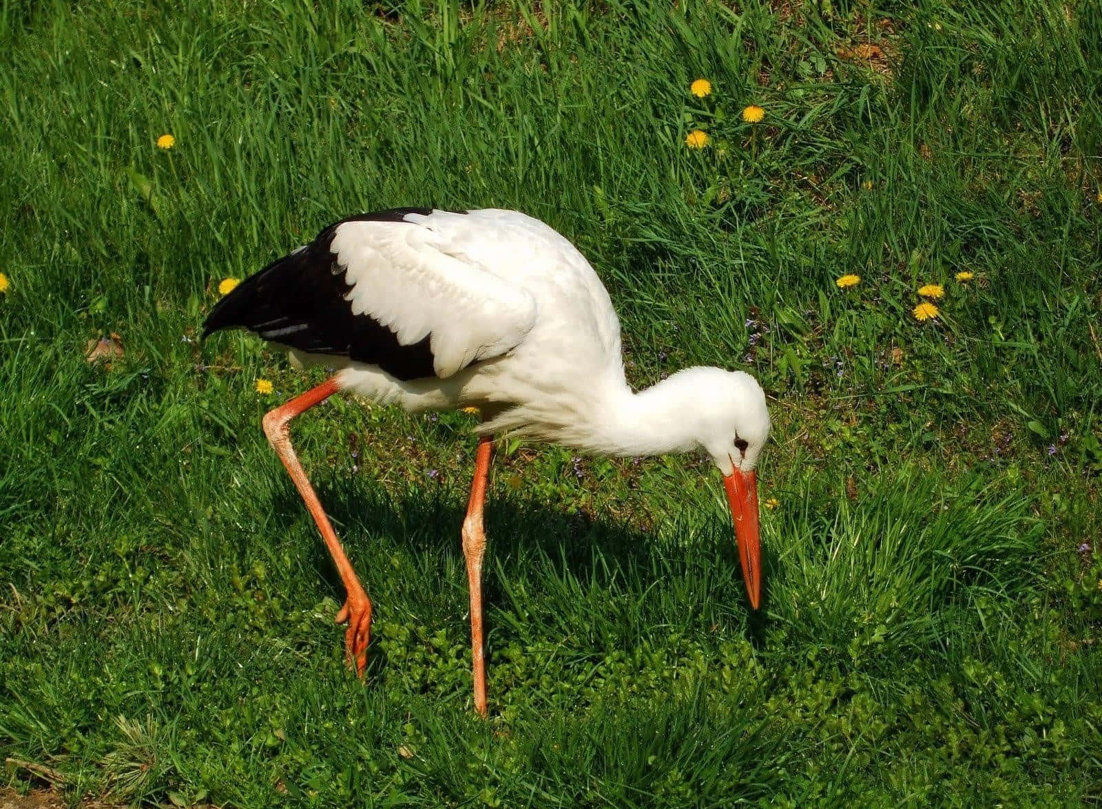White stork, black wings, orange beak, HD Desktop Wallpaper