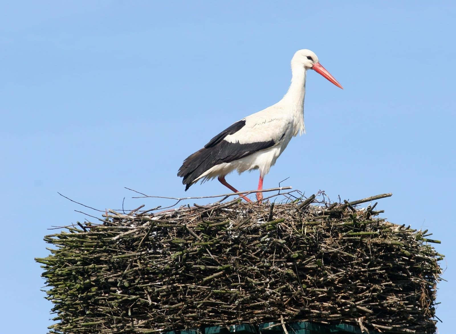 white stork, black wings, red beak, HD Desktop Wallpaper