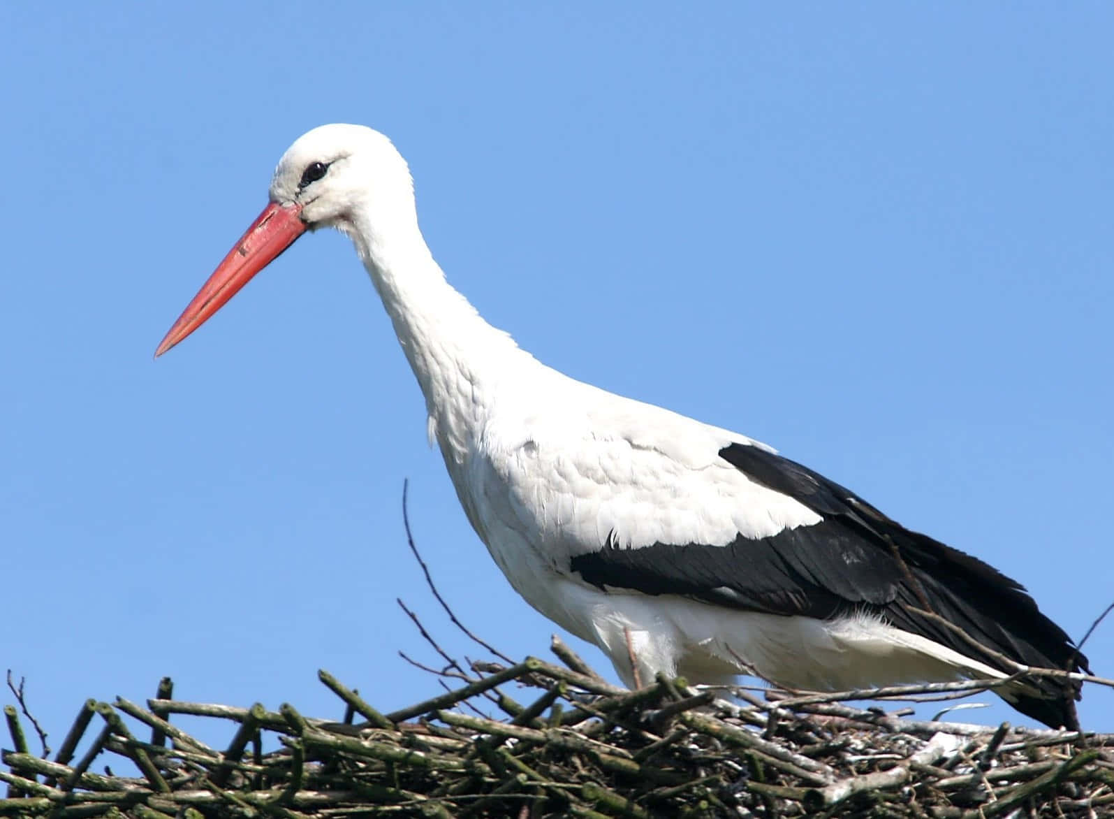 White stork, bright red beak, large twig nest, HD Desktop Wallpaper