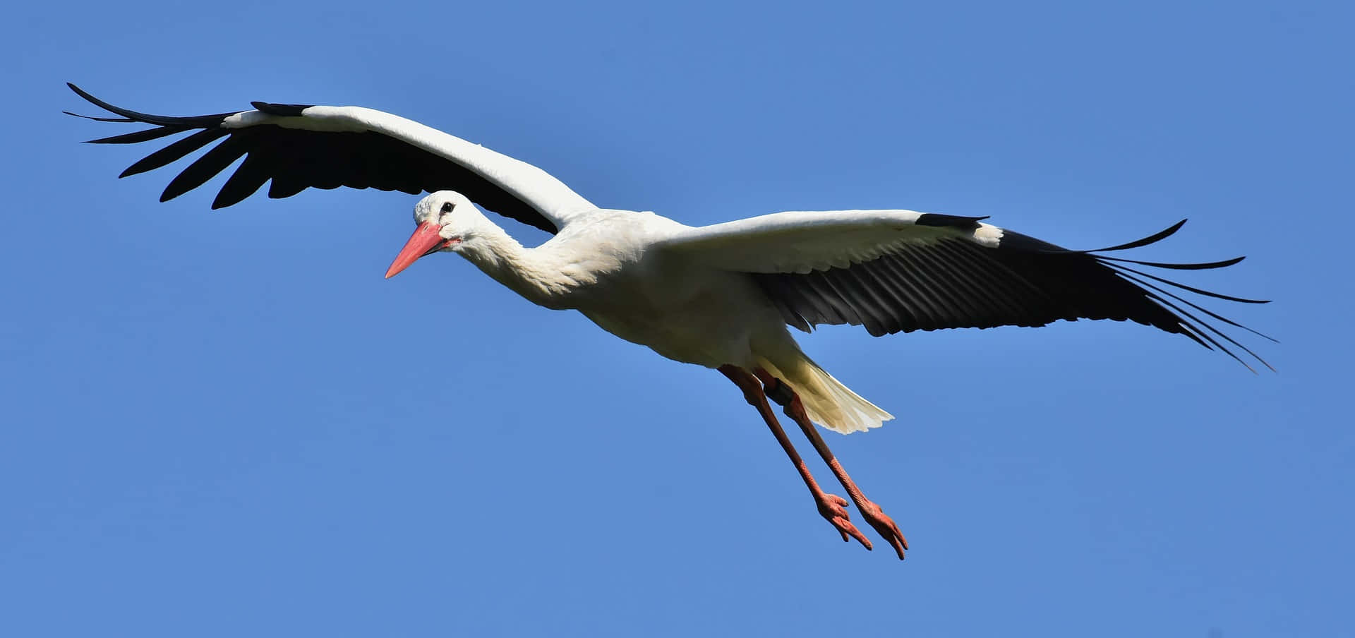 white stork, black wingtips, clear blue sky, Full HD Desktop Wallpaper
