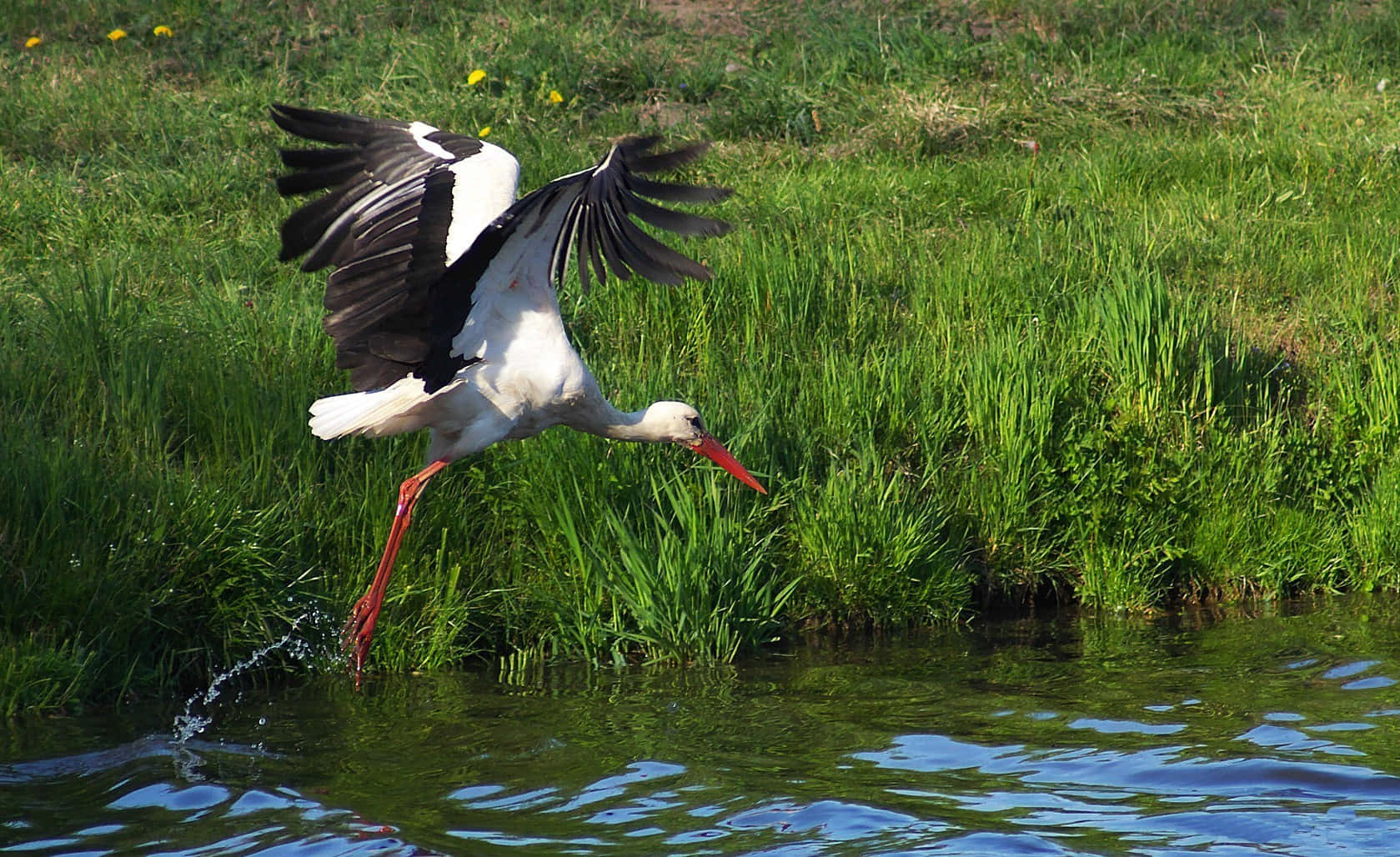 white stork, black wingtips, red legs, HD Desktop Wallpaper
