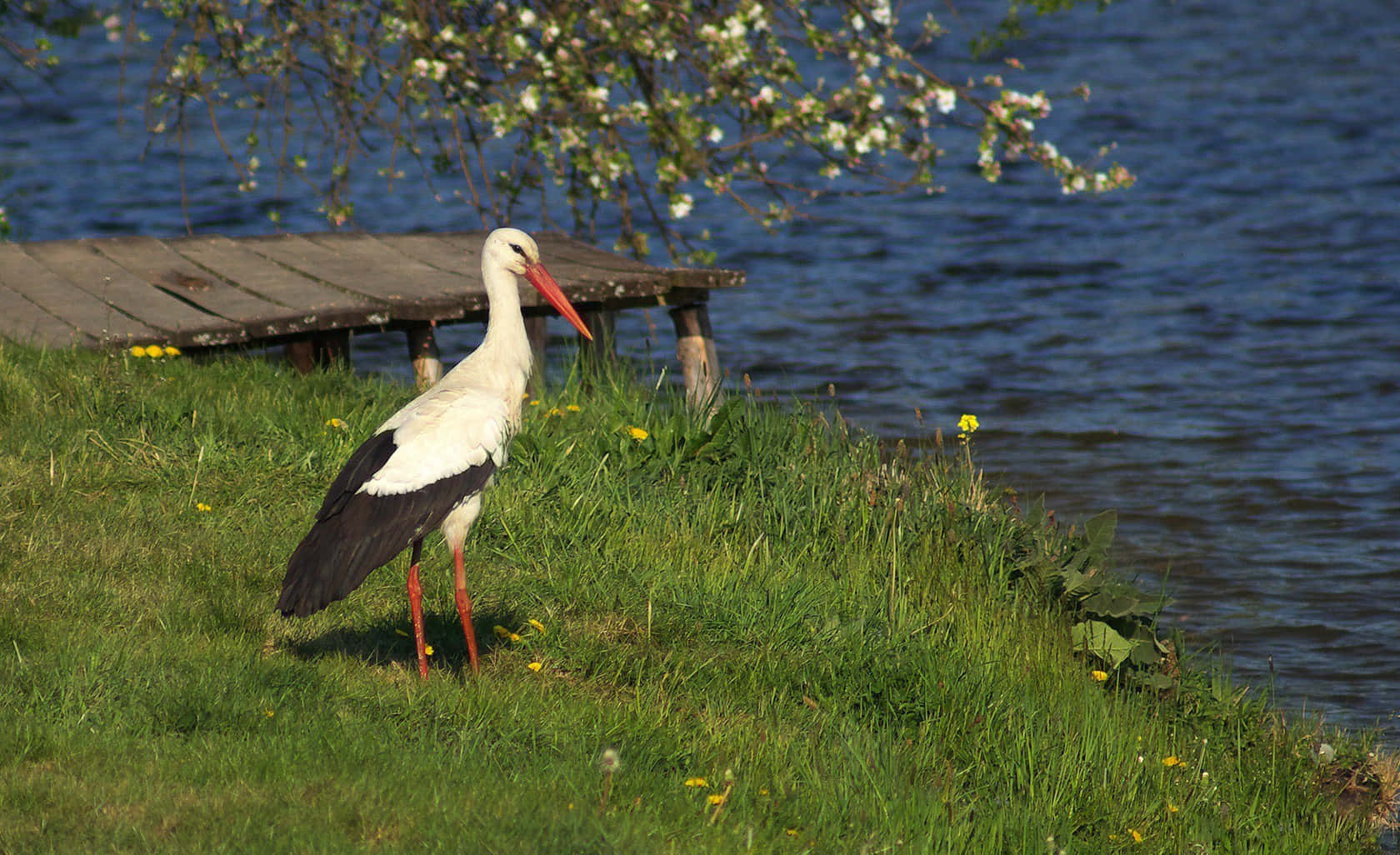 White stork, wooden dock, grassy riverbank, HD Desktop Wallpaper