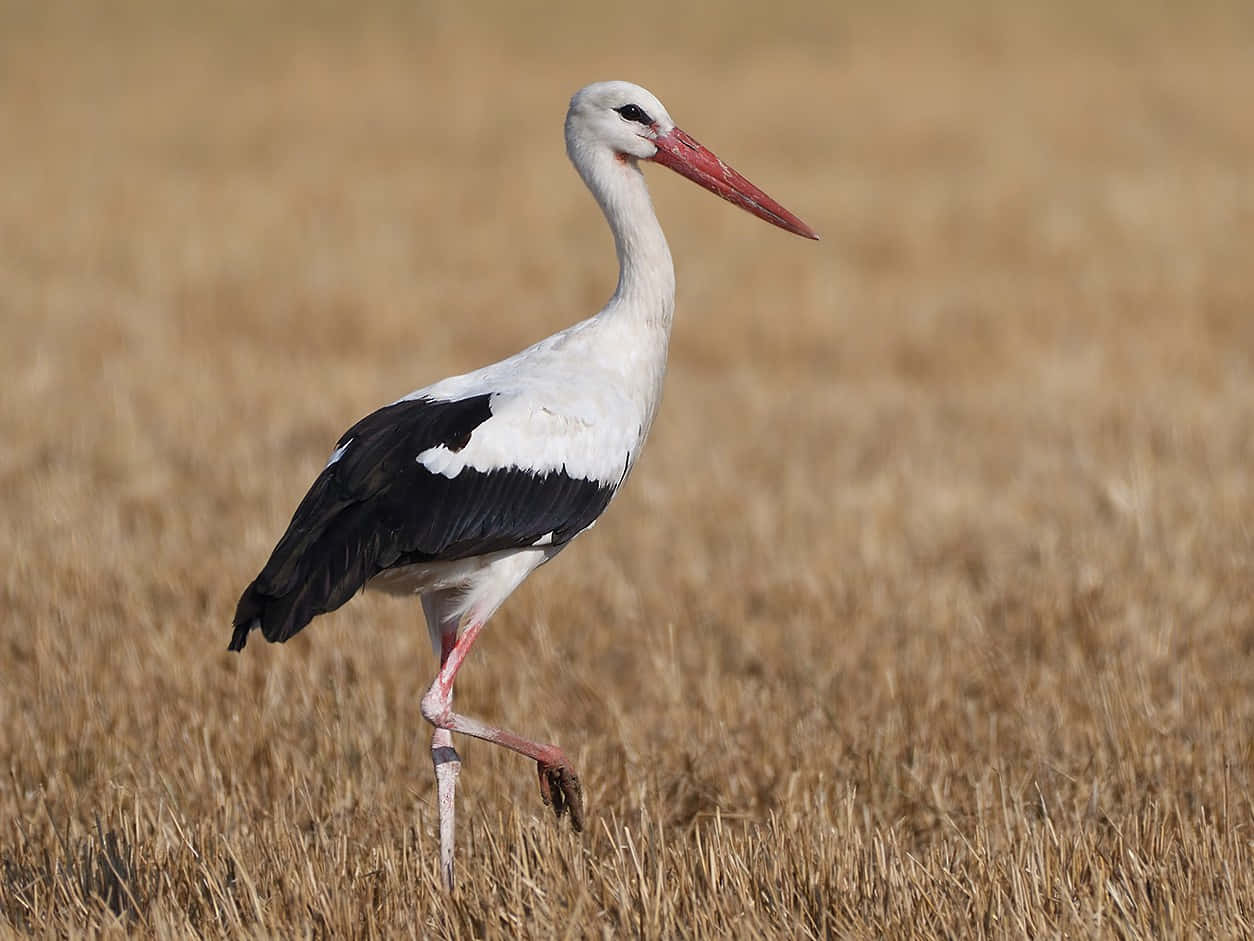 White stork, black wings, red beak, SD Desktop Wallpaper