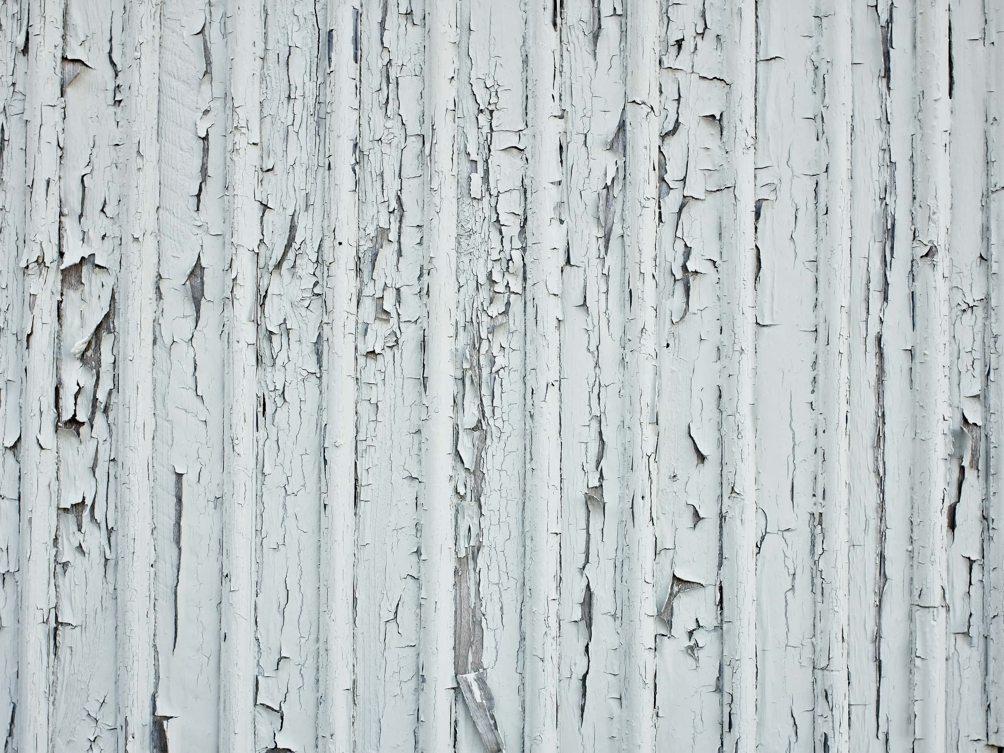 weathered white paint, aged wooden planks, peeling vertically, 2K Desktop Wallpaper