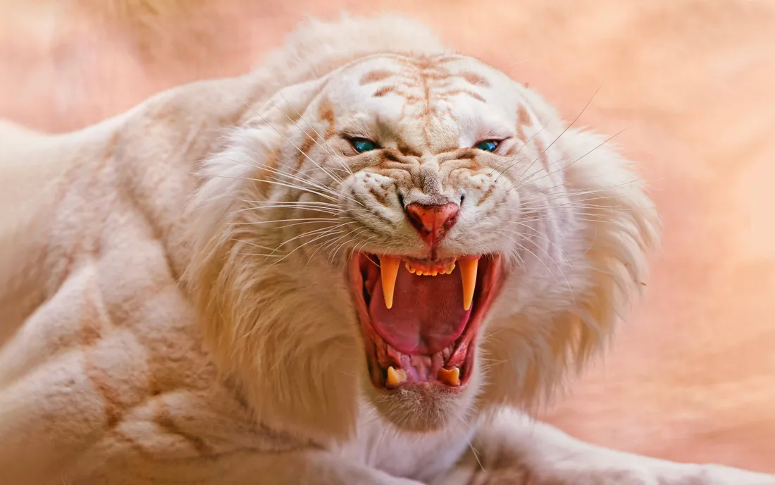 White Tiger