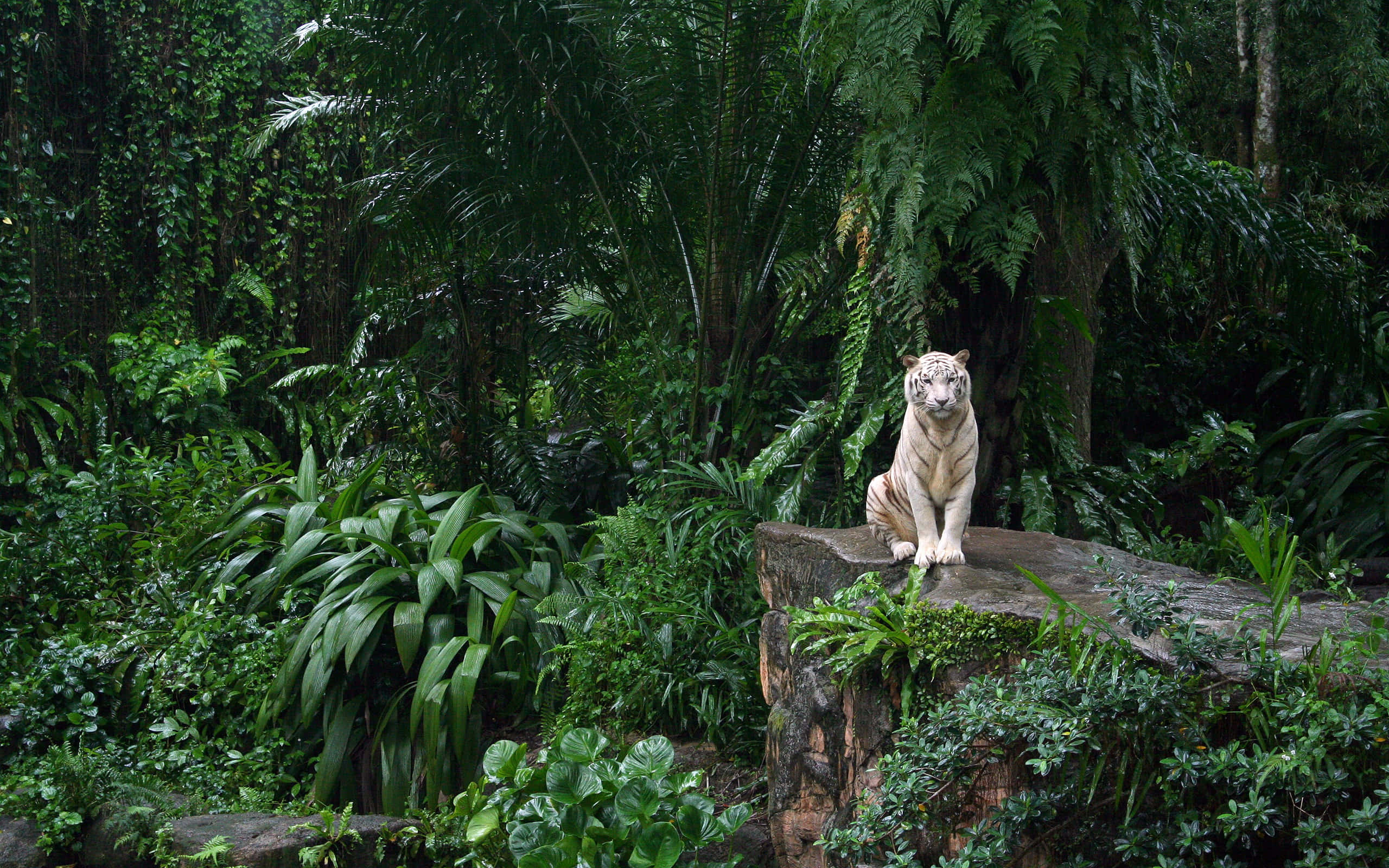 White Tiger, mossy stone, dense tropical jungle, 2K Desktop Wallpaper