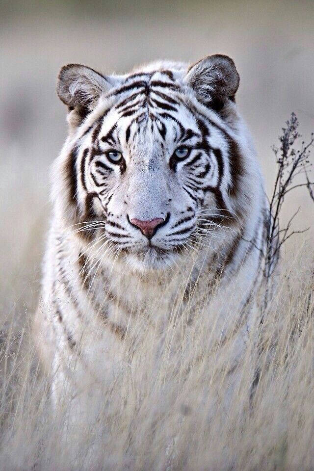 White Tiger, winter wonderland, piercing blue eyes, SD Phone Wallpaper