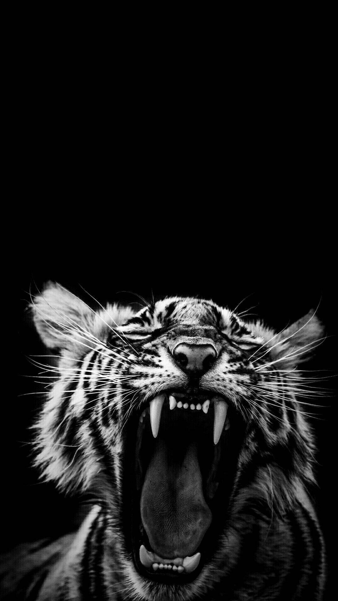 White Tiger, snow, roaring tiger, Full HD Phone Wallpaper