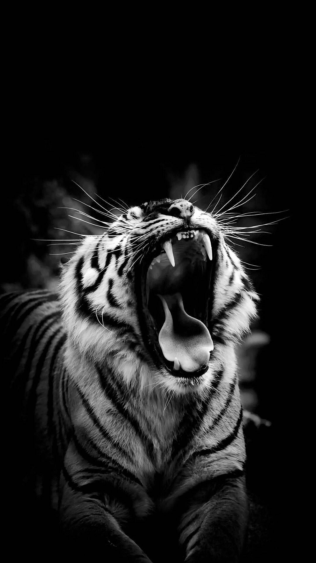 White Tiger, roaring tiger, bared teeth, Full HD Phone Wallpaper