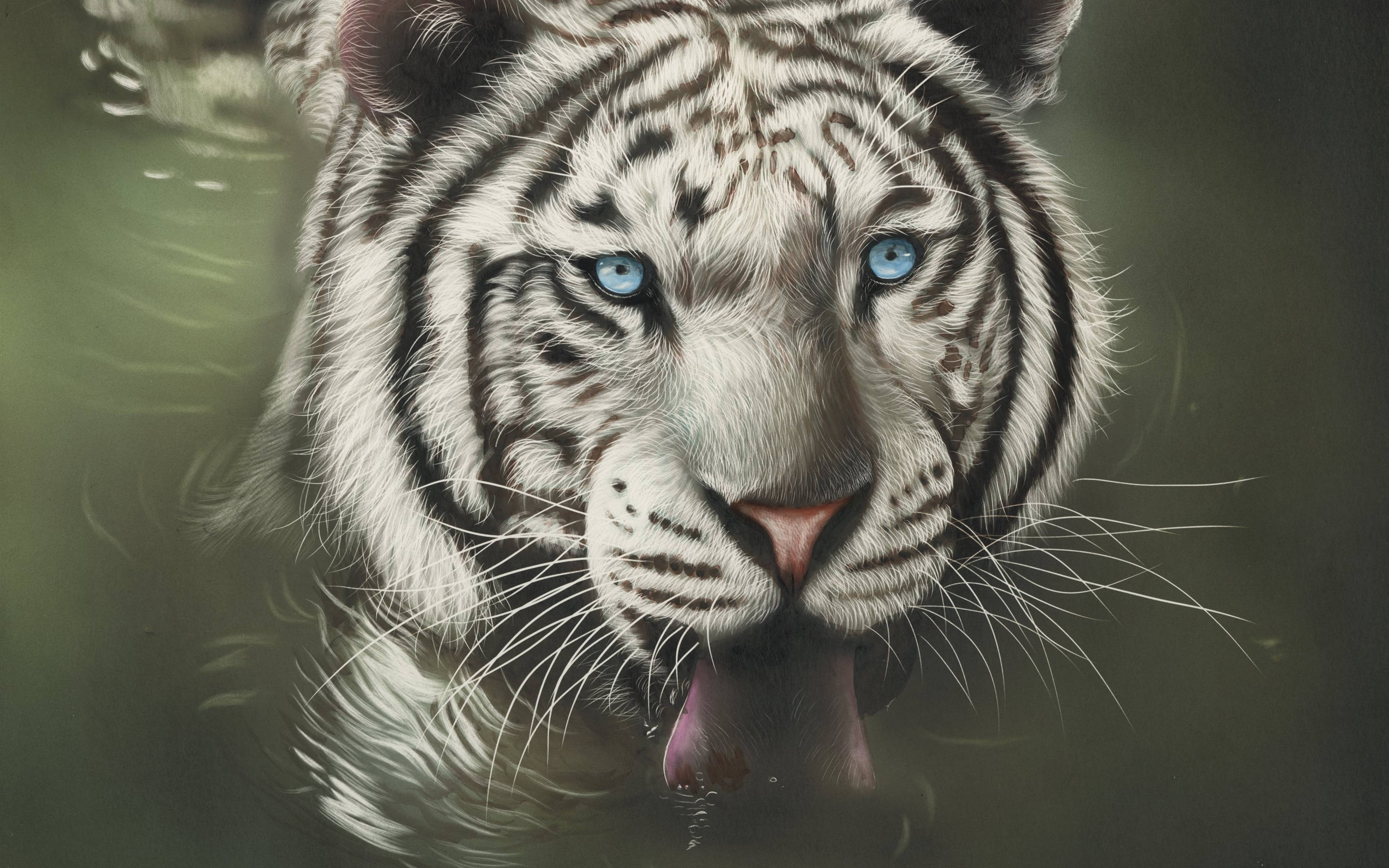 white tiger, piercing blue eyes, murky water, 2K Desktop Wallpaper