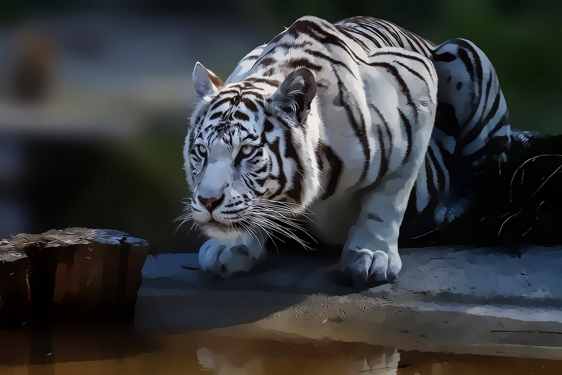 White Tiger, stone ledge, murky water, Full HD Desktop Wallpaper