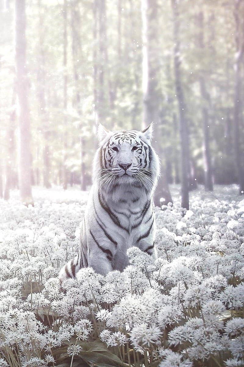 white tiger, field of white flowers, sunlit forest, SD Phone Wallpaper