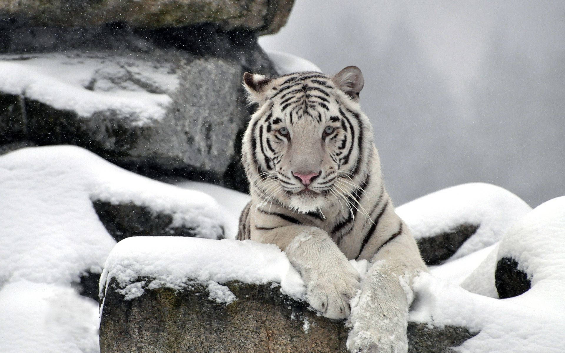 white tiger, snow-covered rocks, winter scene, Full HD Desktop Wallpaper