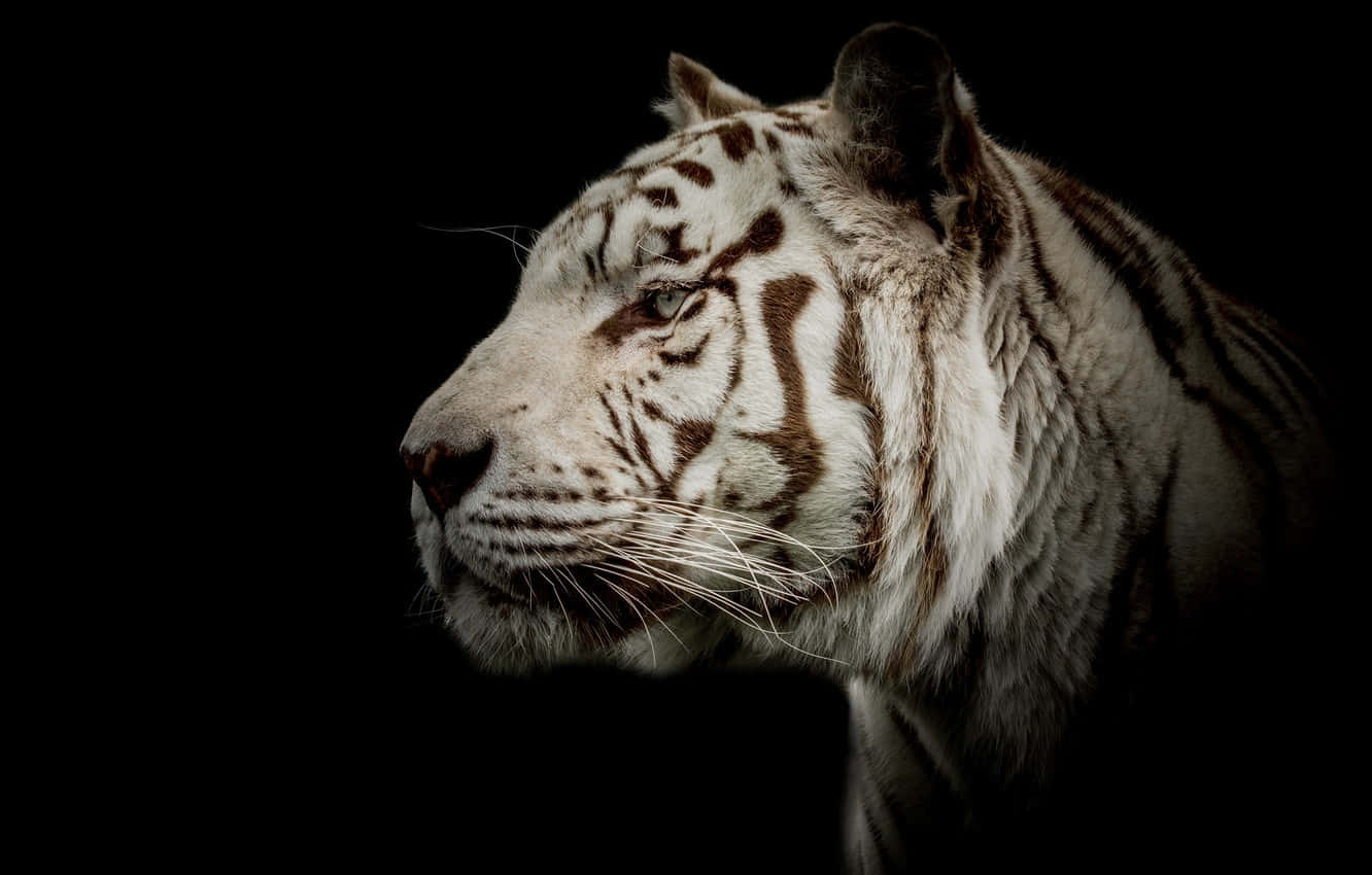 White Tiger, side profile, pure black background, HD Desktop Wallpaper