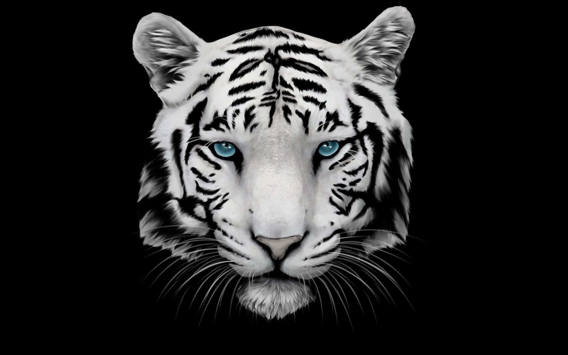White Tiger, piercing blue eyes, pure black background, Full HD Desktop Wallpaper