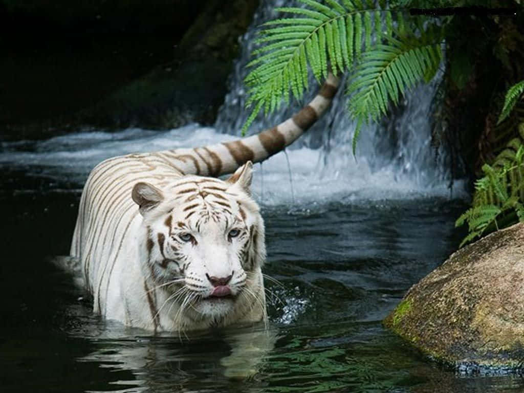 White Tiger, clear stream, cascading waterfall, SD Desktop Wallpaper