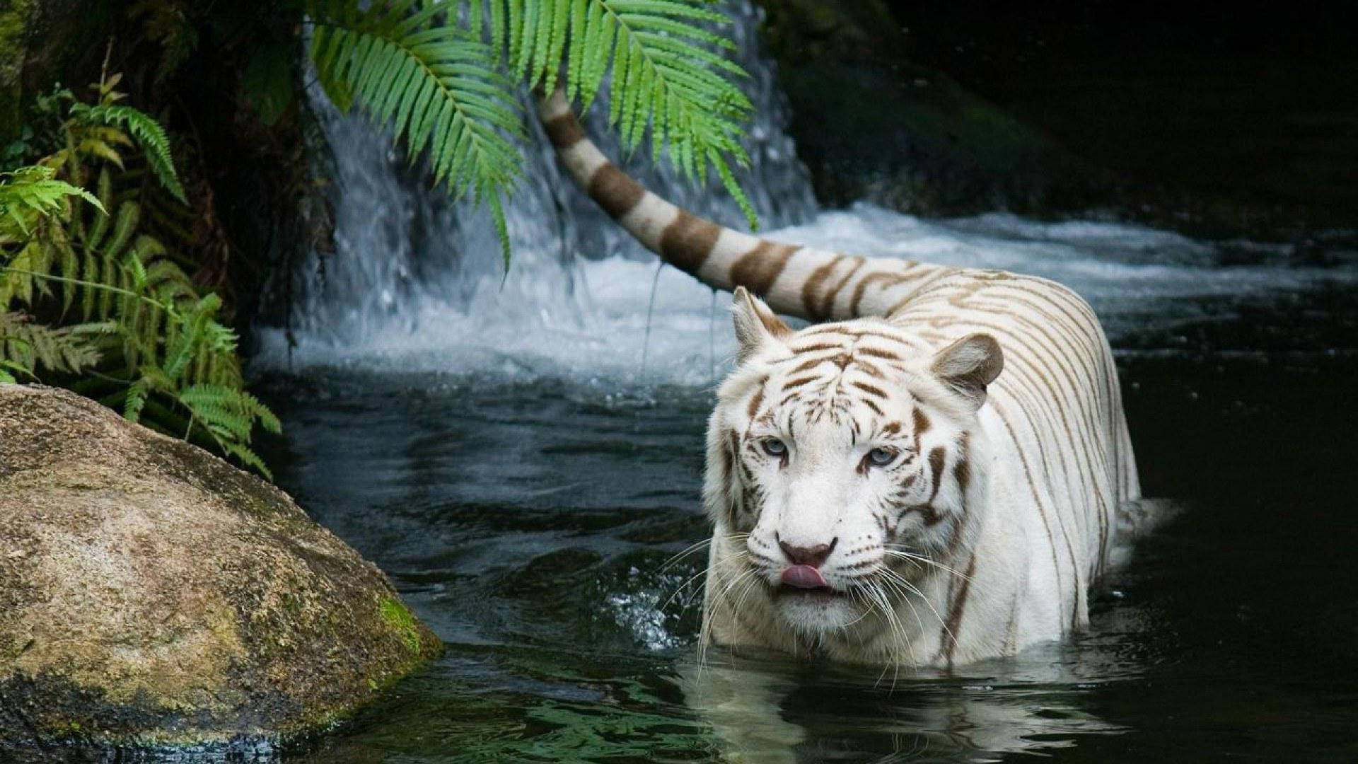 White Tiger, clear stream, cascading waterfall, Full HD Desktop Wallpaper