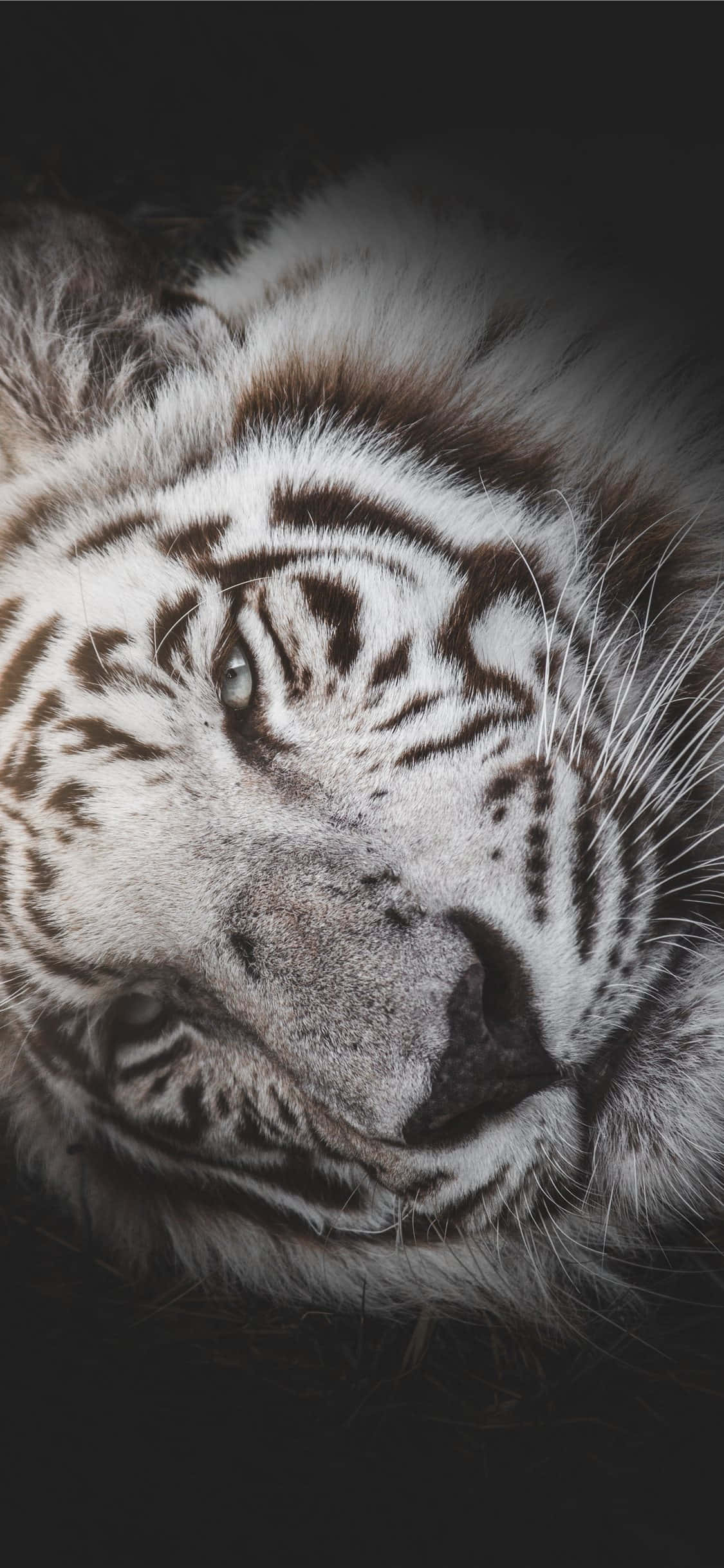 white tiger, black stripes, soft fur, Full HD Phone Wallpaper