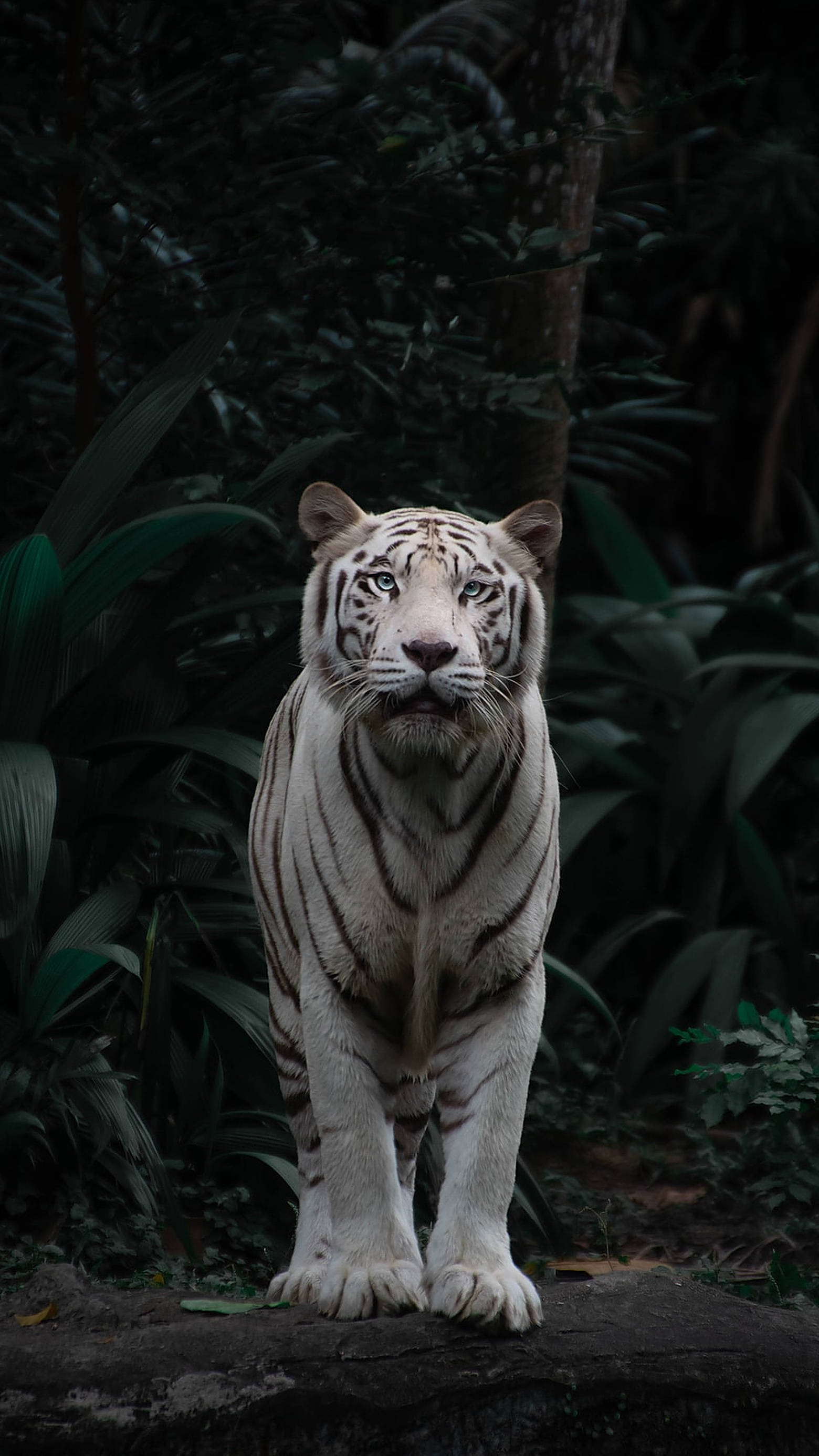 white tiger, jungle, rock, 2K Phone Wallpaper