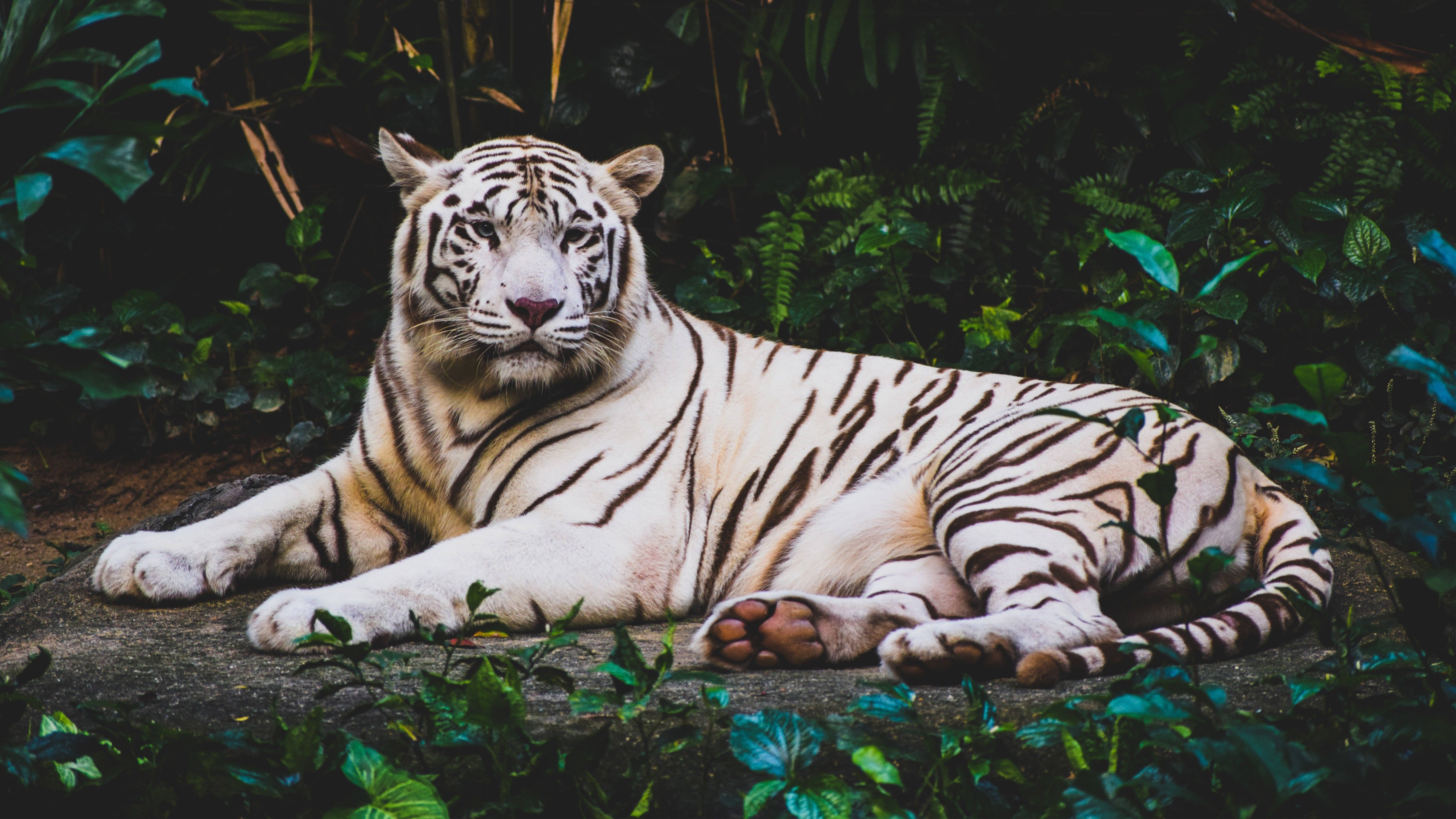 white tiger, black stripes, stone, 8K Desktop Wallpaper