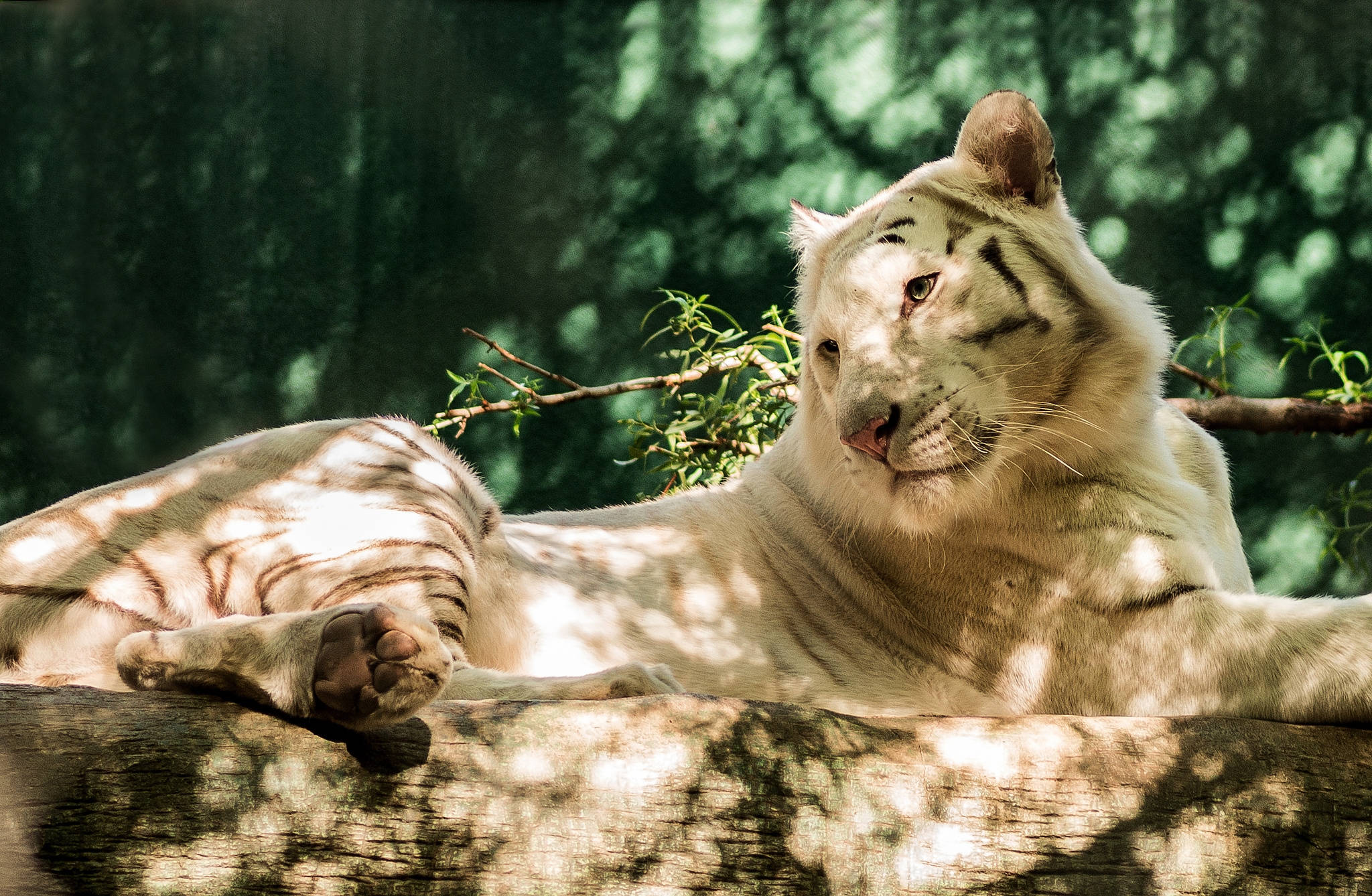 White Tiger, sun-dappled log, lush green forest, Full HD Desktop Wallpaper