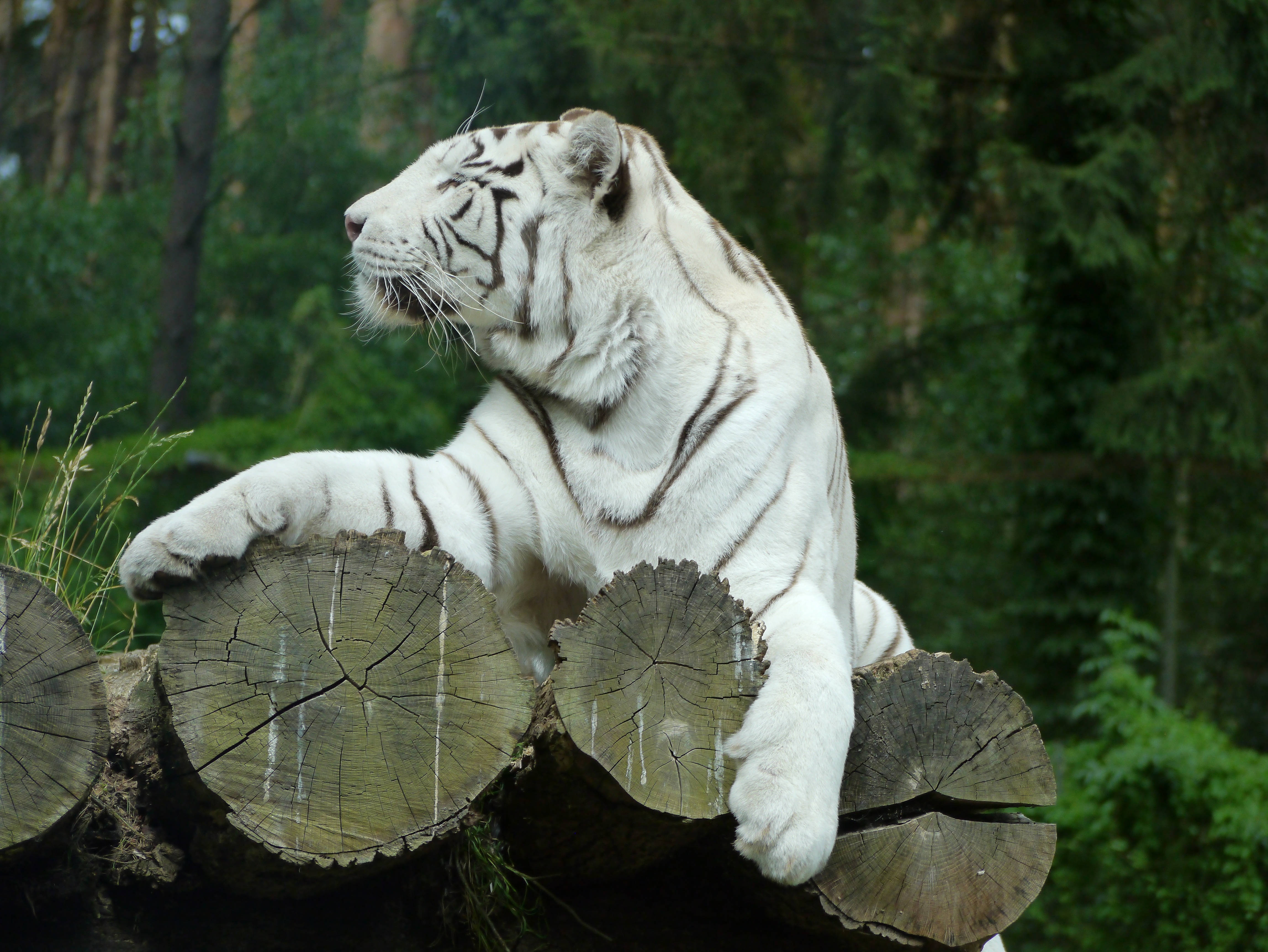 White Tiger, black stripes, weathered tree stumps, 4K Desktop Wallpaper