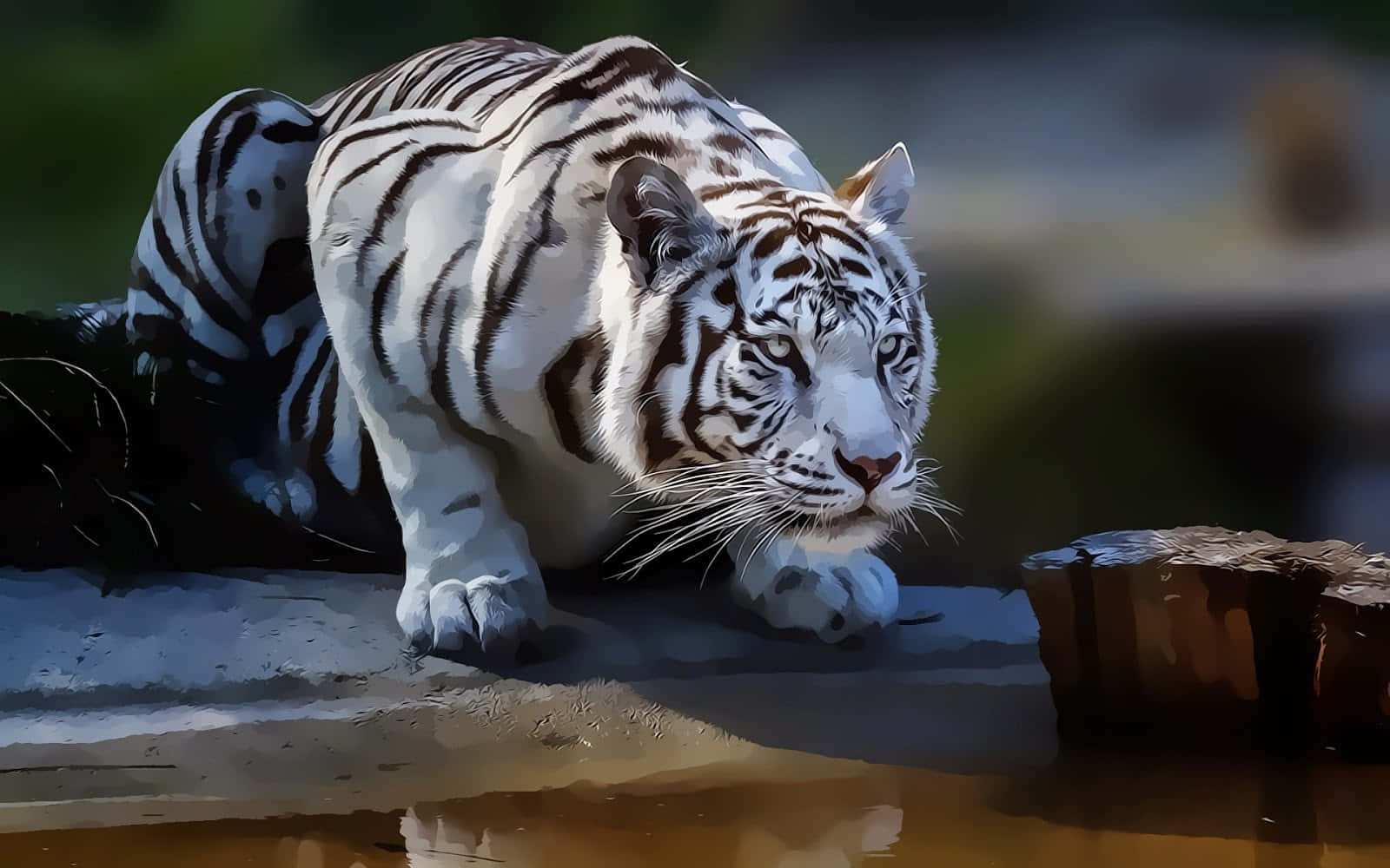 White Tiger, stone ledge, water, HD Desktop Wallpaper